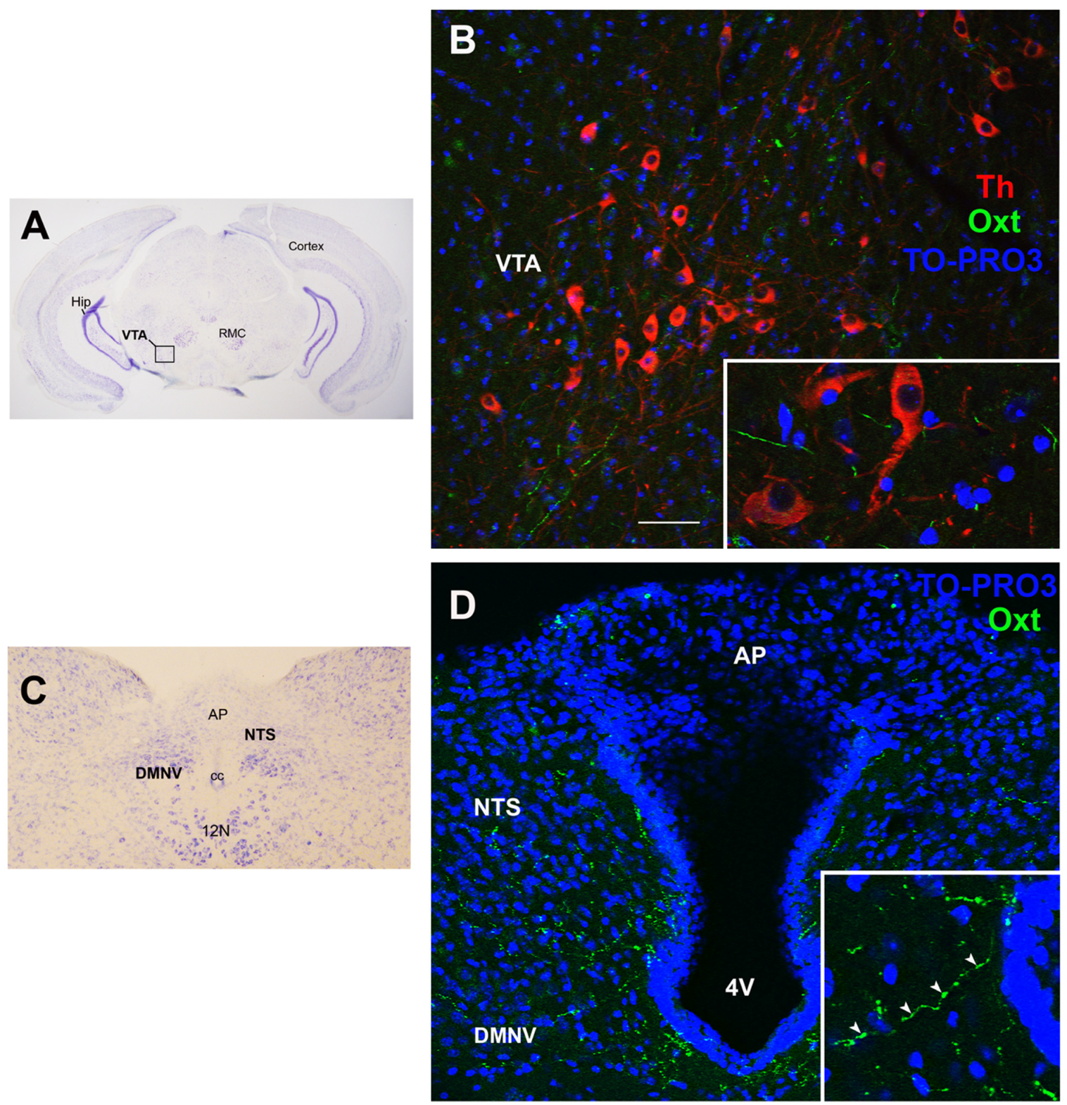 Cells 11 00623 g004