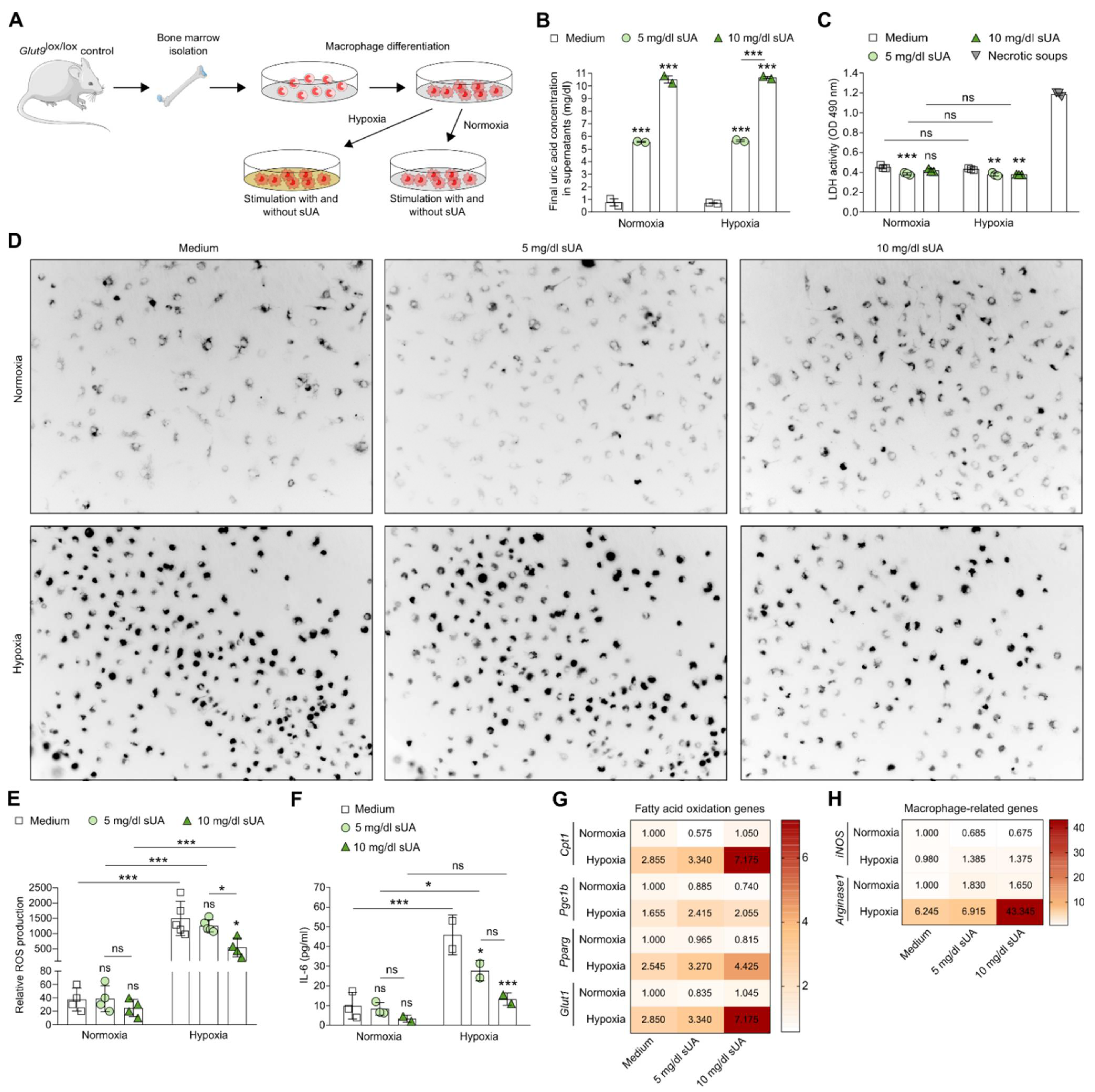 Cells 11 00626 g001 Cells 11 00626 g001