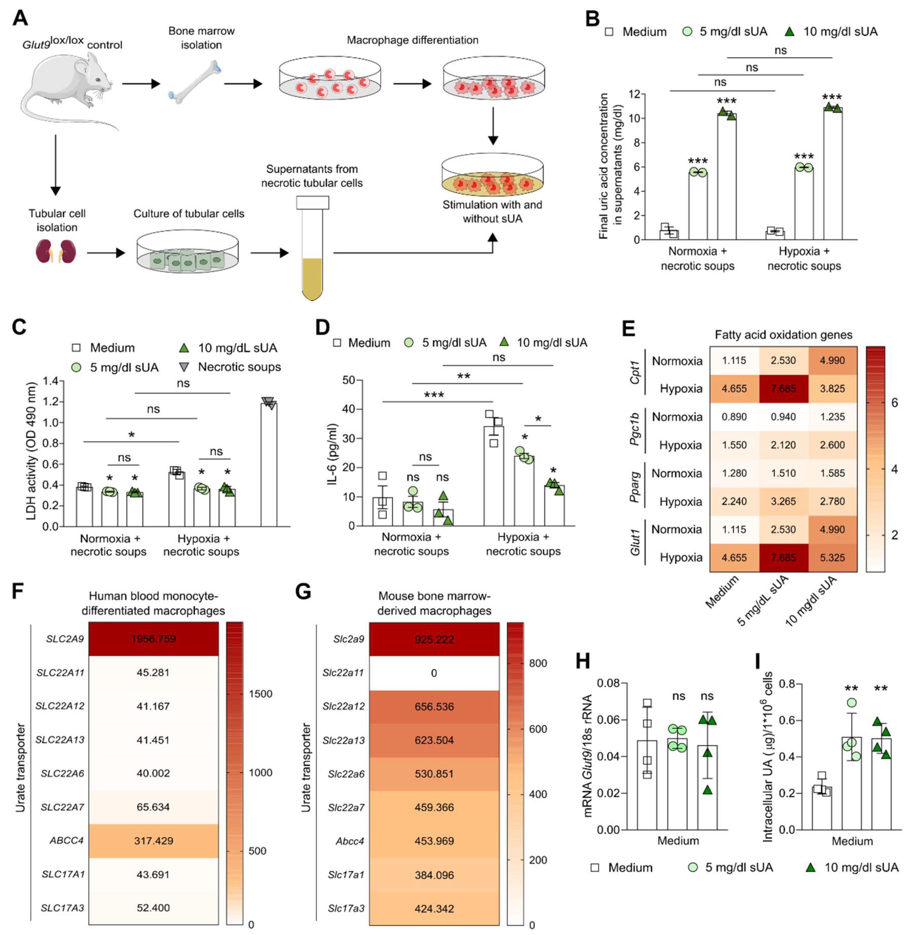 Cells 11 00626 g002 Cells 11 00626 g002