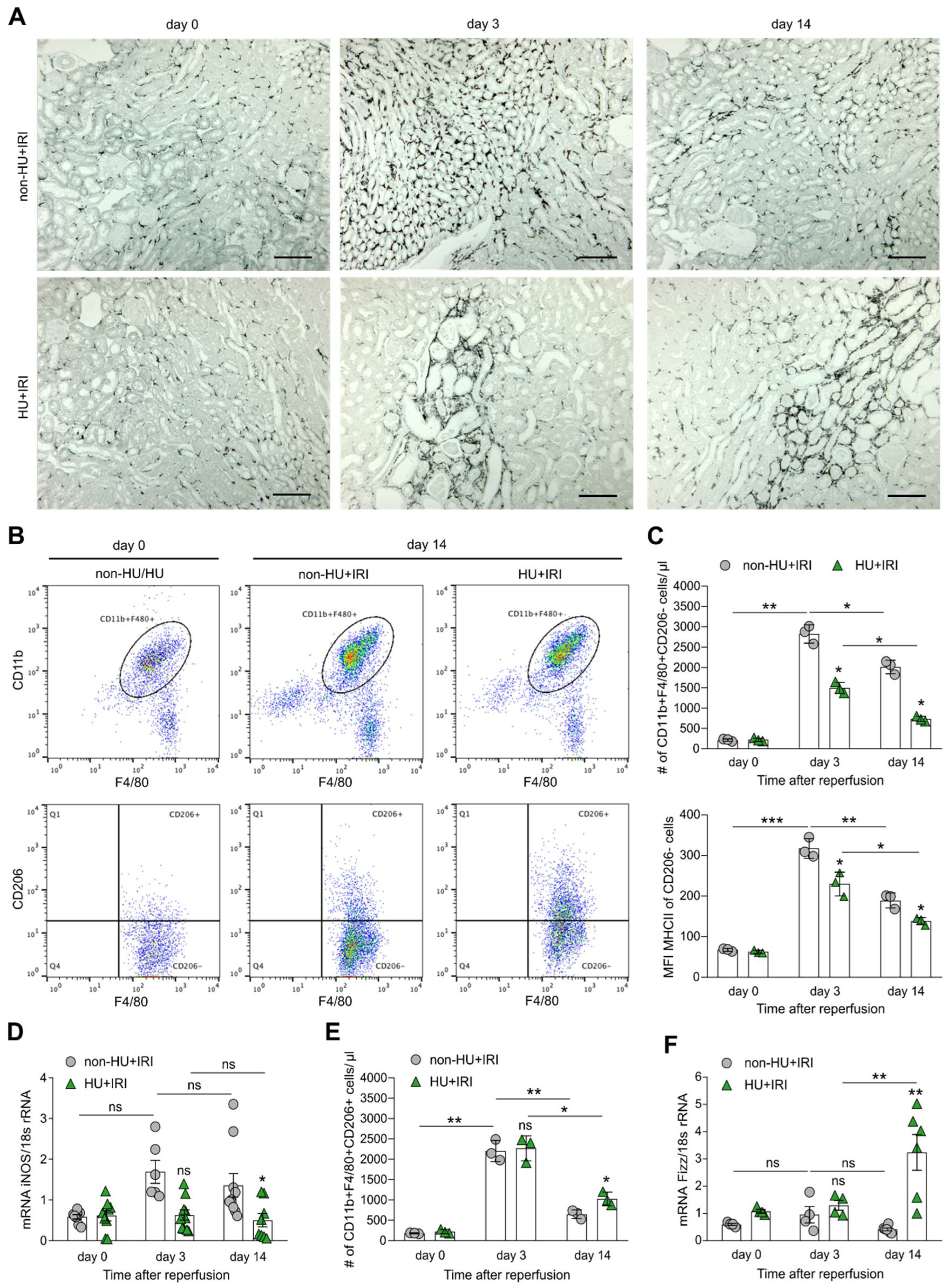 Cells 11 00626 g006 Cells 11 00626 g006