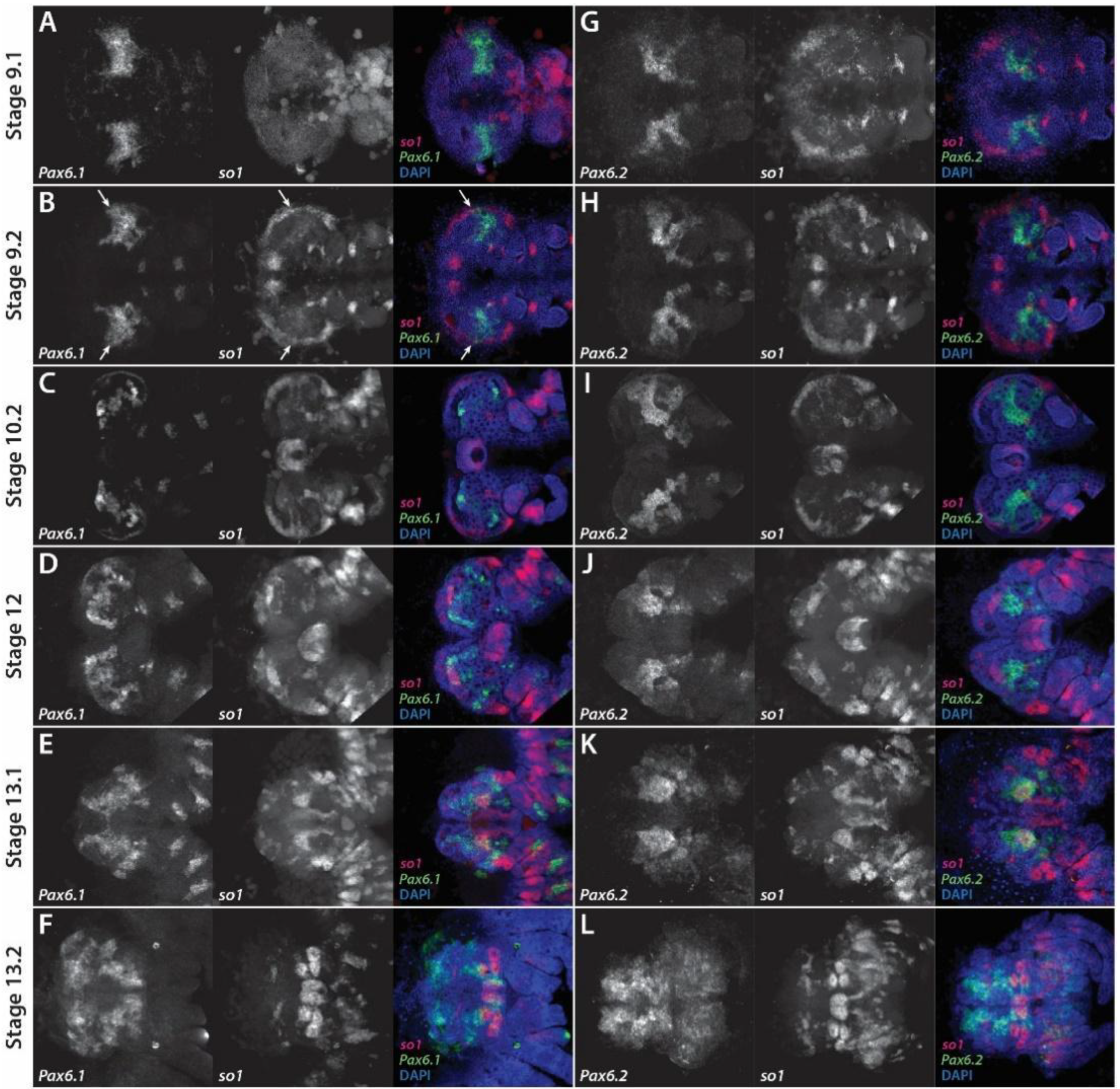 Cells 11 00631 g003 Cells 11 00631 g003
