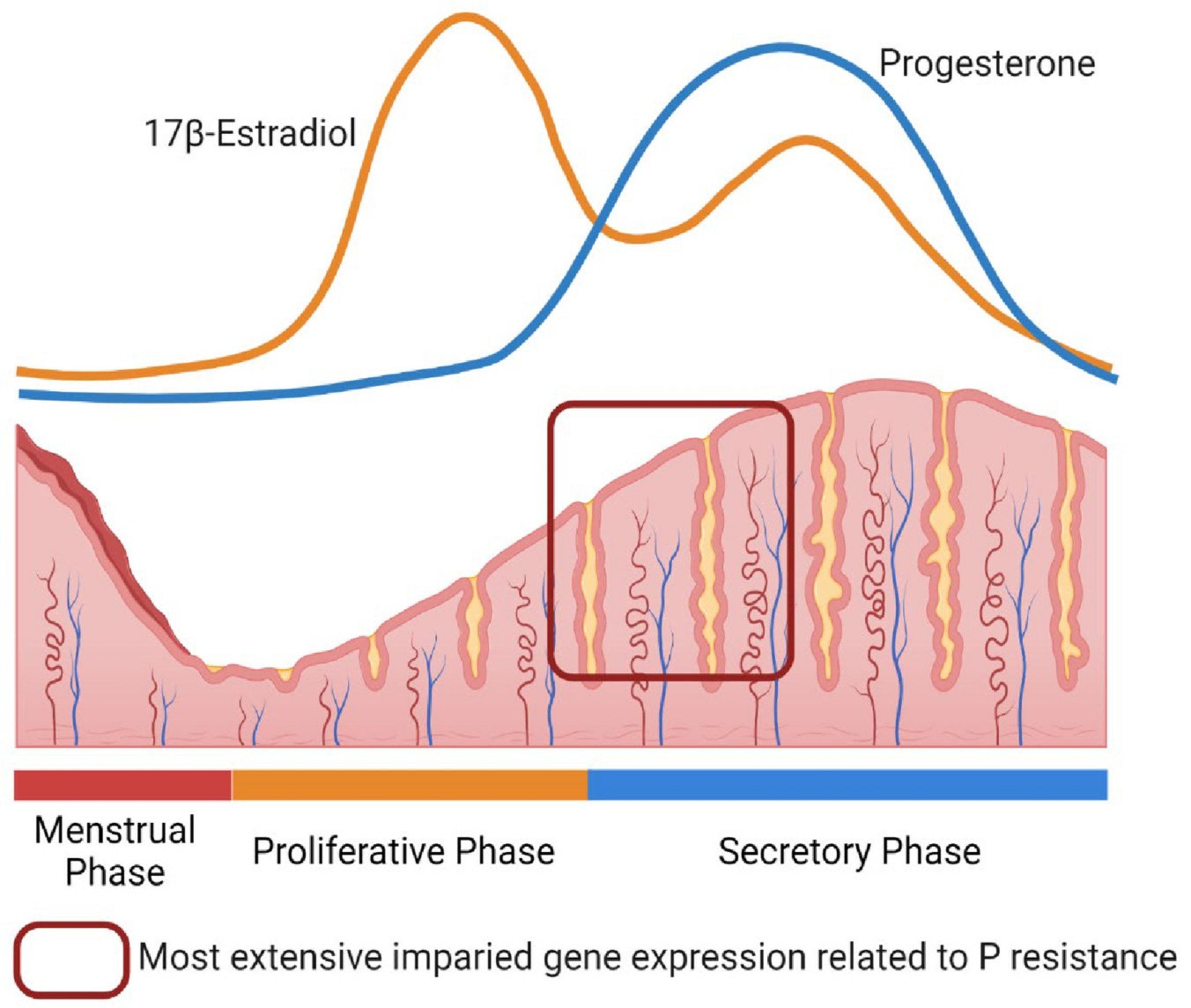 Red Rock Fertility on X: In the Luteal Phase, increased estrogen &  progesterone thicken the uterine lining. This prepares the uterus for  implantation & the body for pregnancy, should implantation occur. Learn