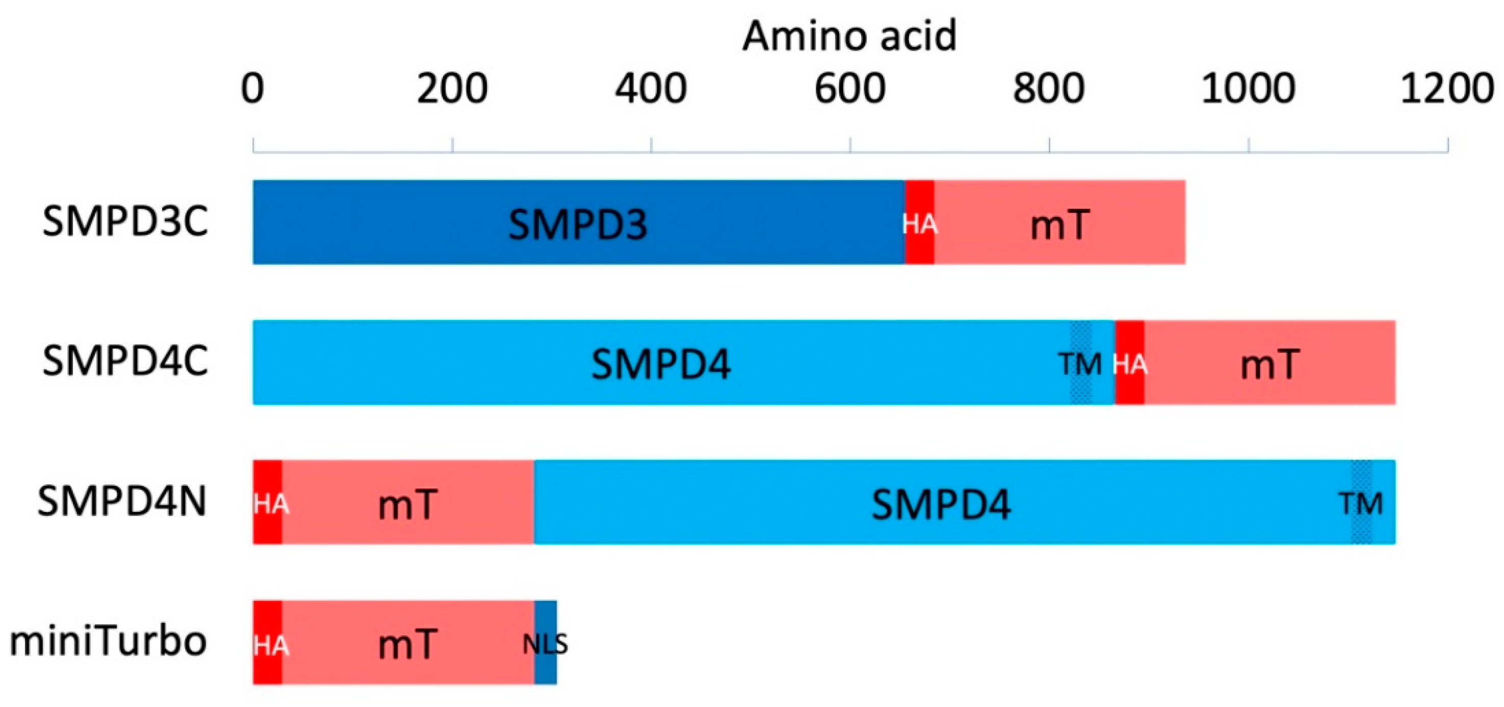 Cells 11 00674 g001
