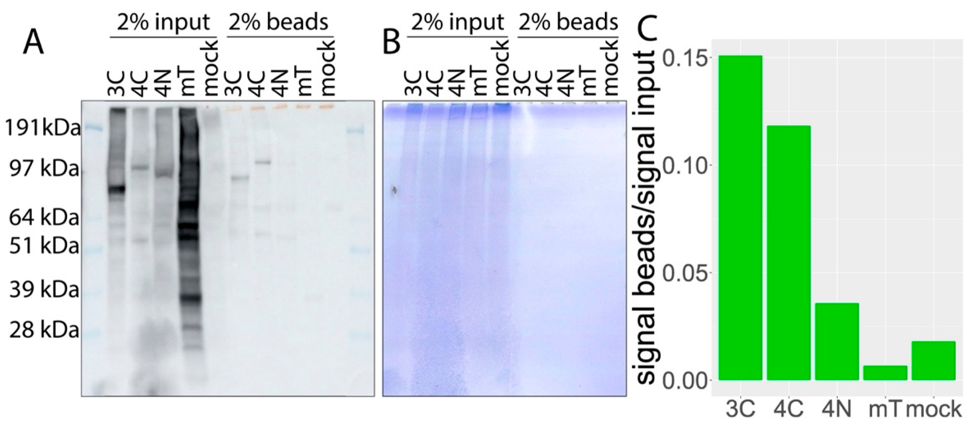 Cells 11 00674 g003