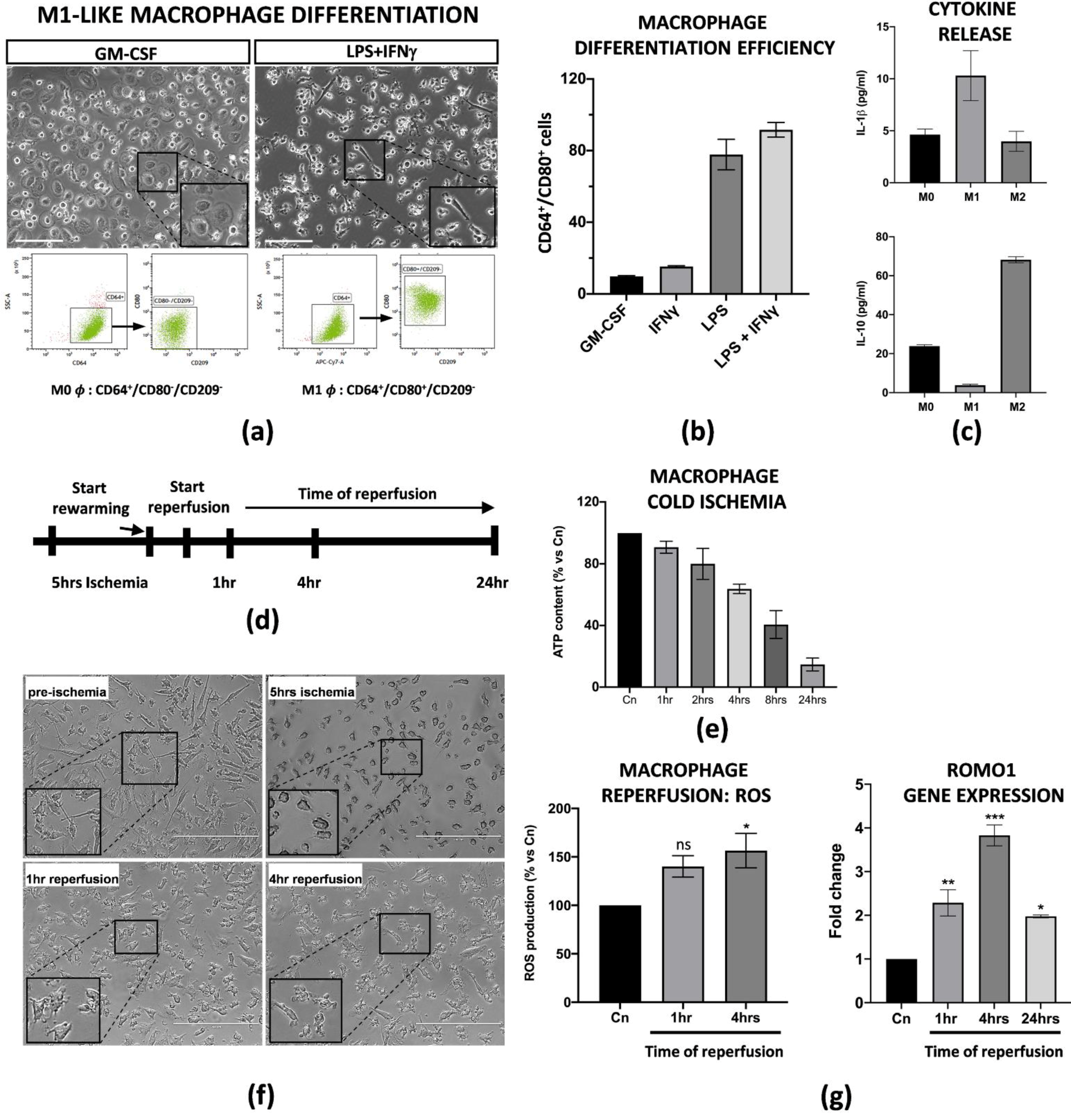 Cells | Free Full-Text | Human Amnion-Derived Mesenchymal Stromal