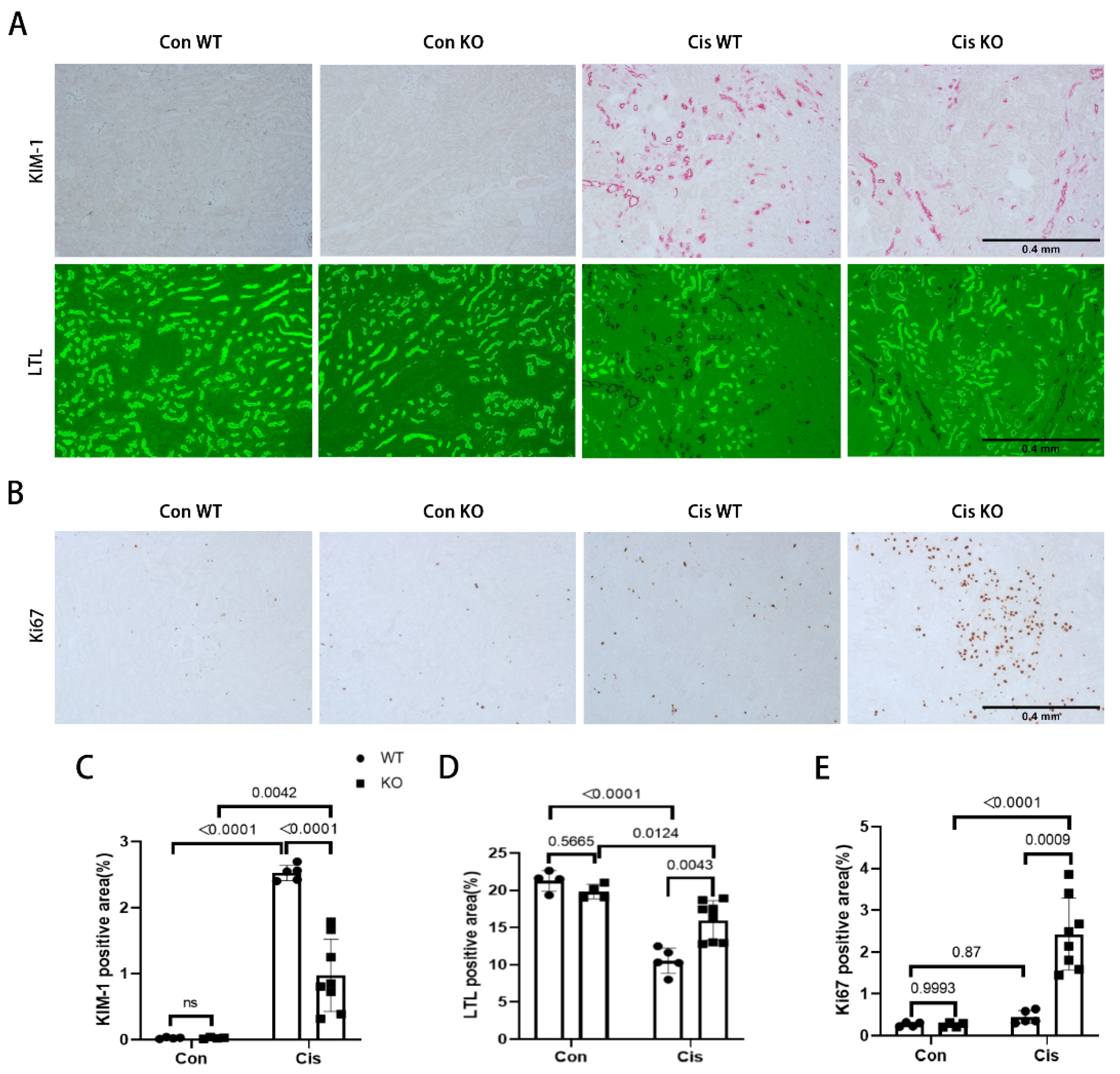 Cells 11 00712 g006