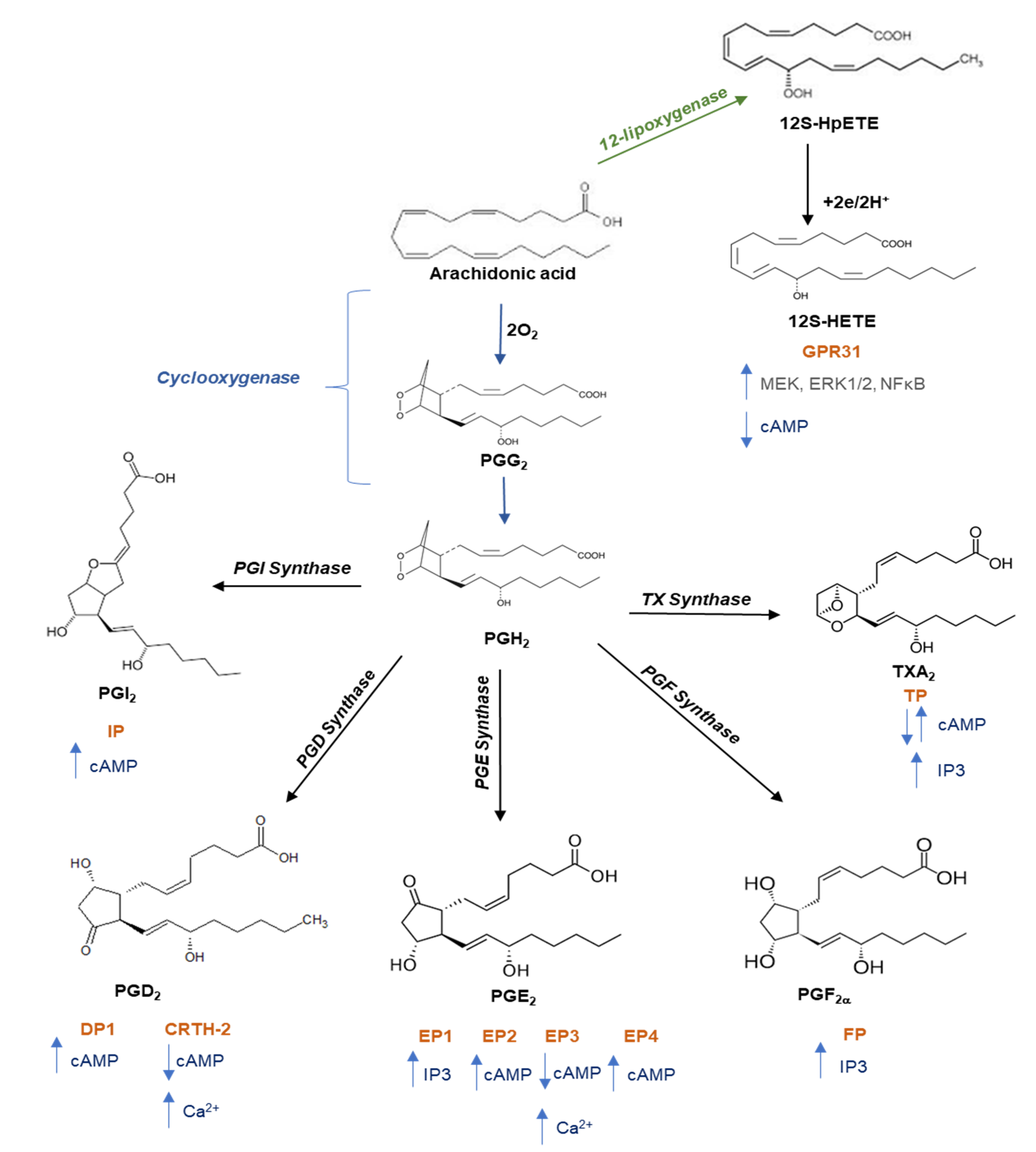 Cells 11 00725 g002 Cells 11 00725 g002