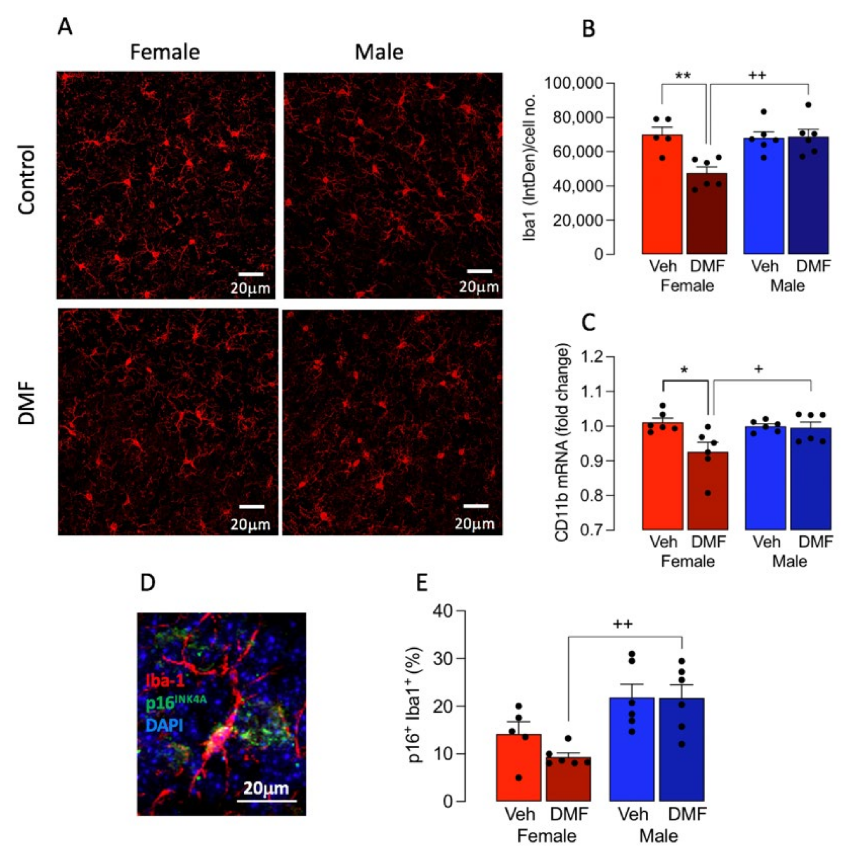 Cells 11 00729 g001 Cells 11 00729 g001