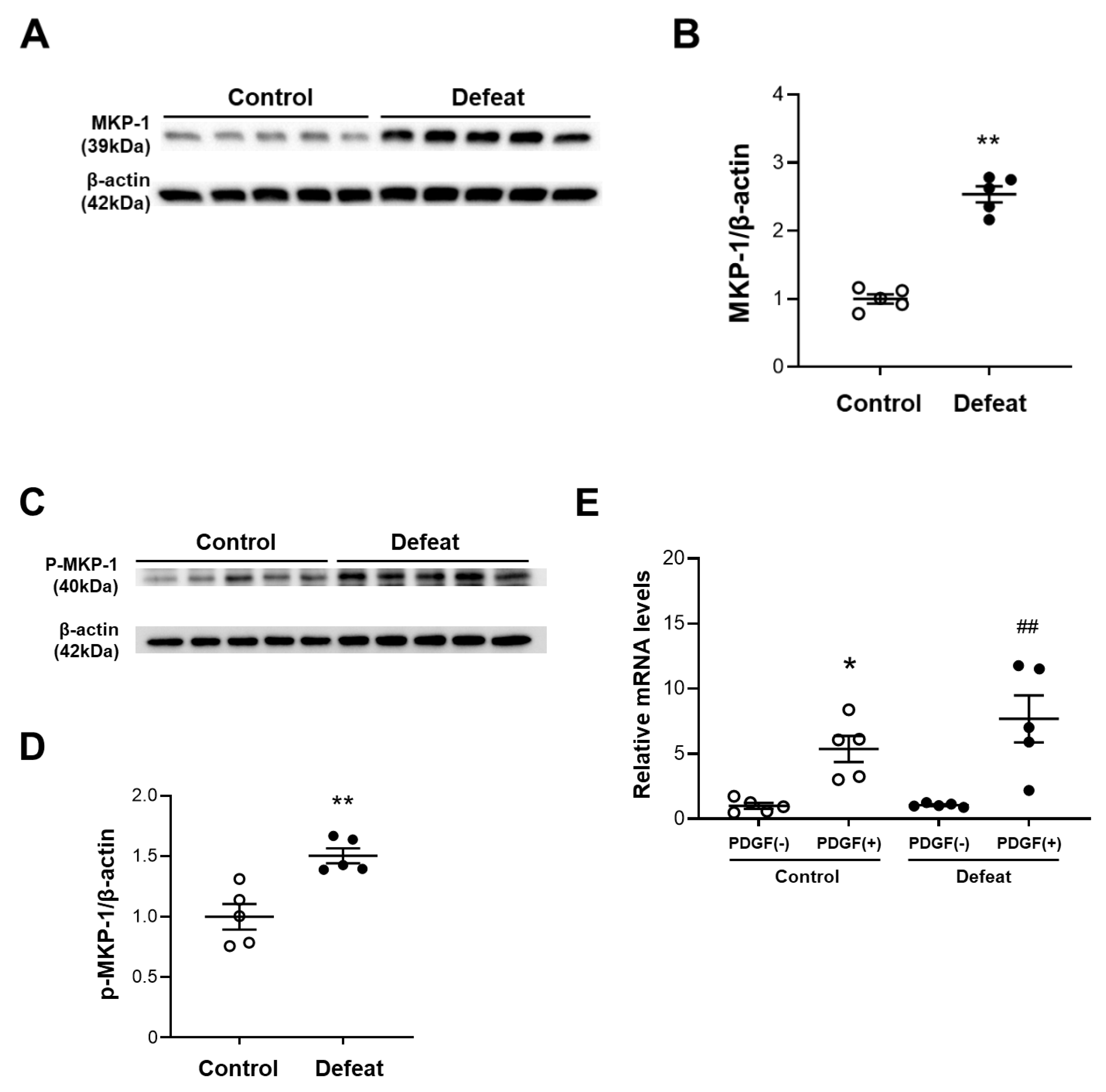 Cells 11 00732 g005a