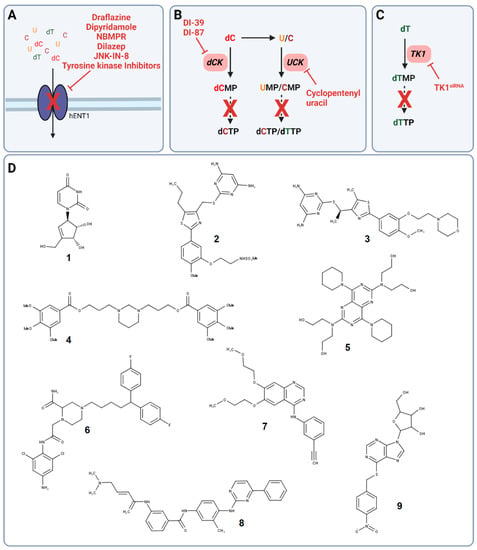 Cells | Free Full-Text | Re-Discovery of Pyrimidine Salvage as Target ...