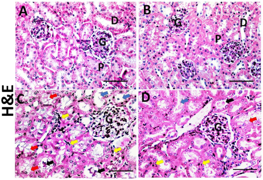 Cells 11 00746 g004