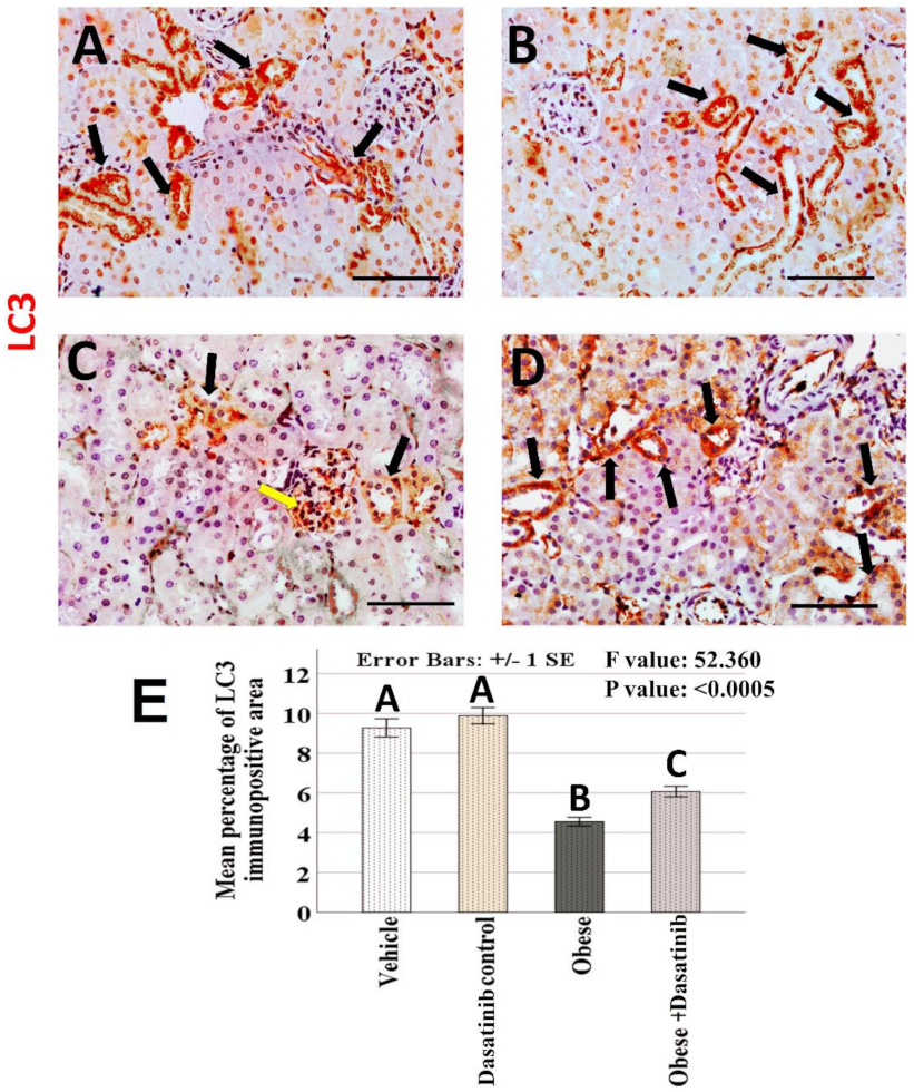 Cells 11 00746 g007