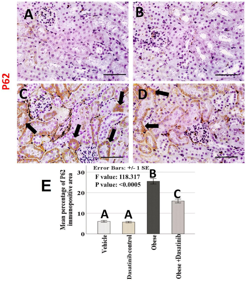 Cells 11 00746 g008