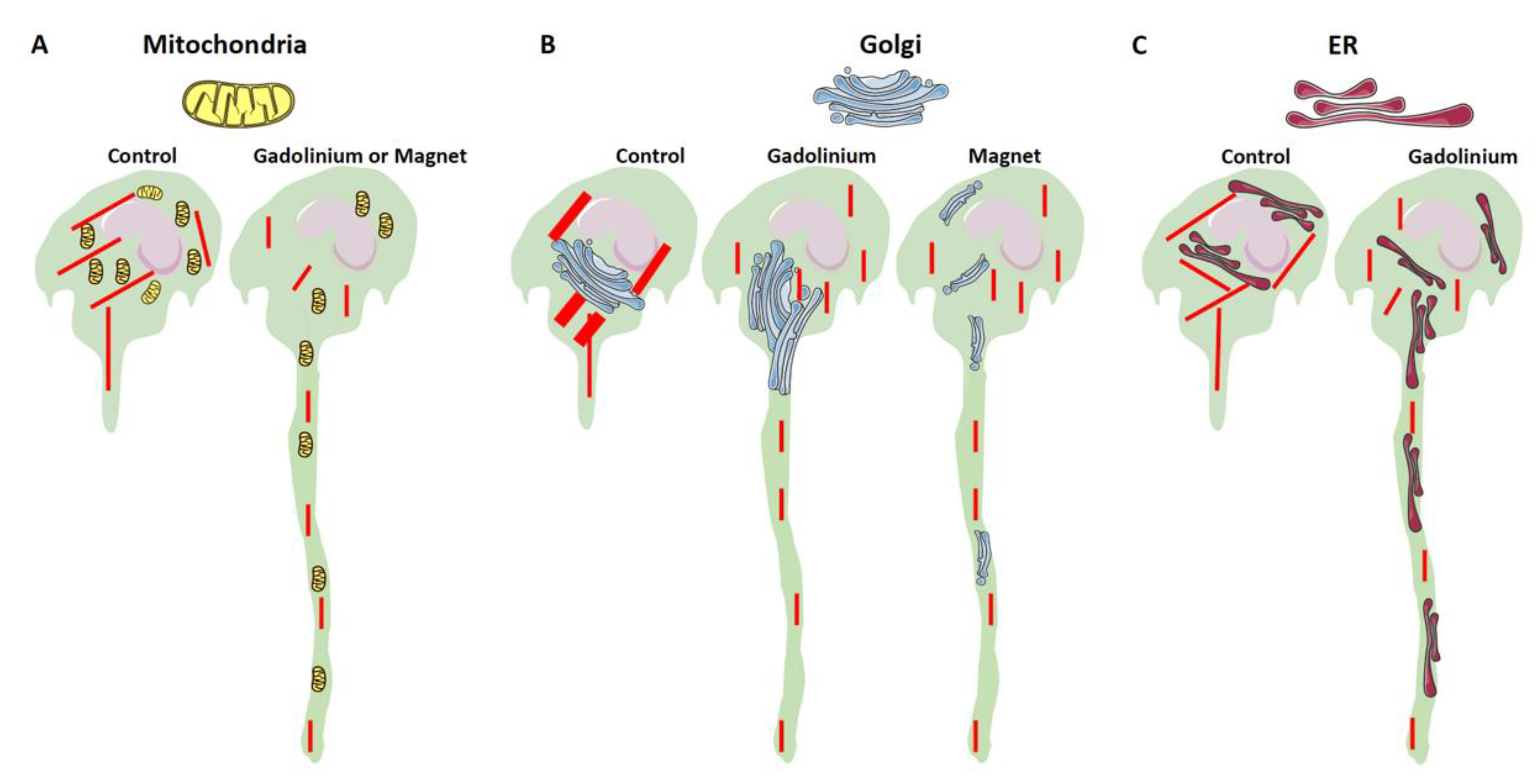 Cells | Free Full-Text | The Effect of Magnetic Field Gradient and  Gadolinium-Based MRI Contrast Agent Dotarem on Mouse Macrophages