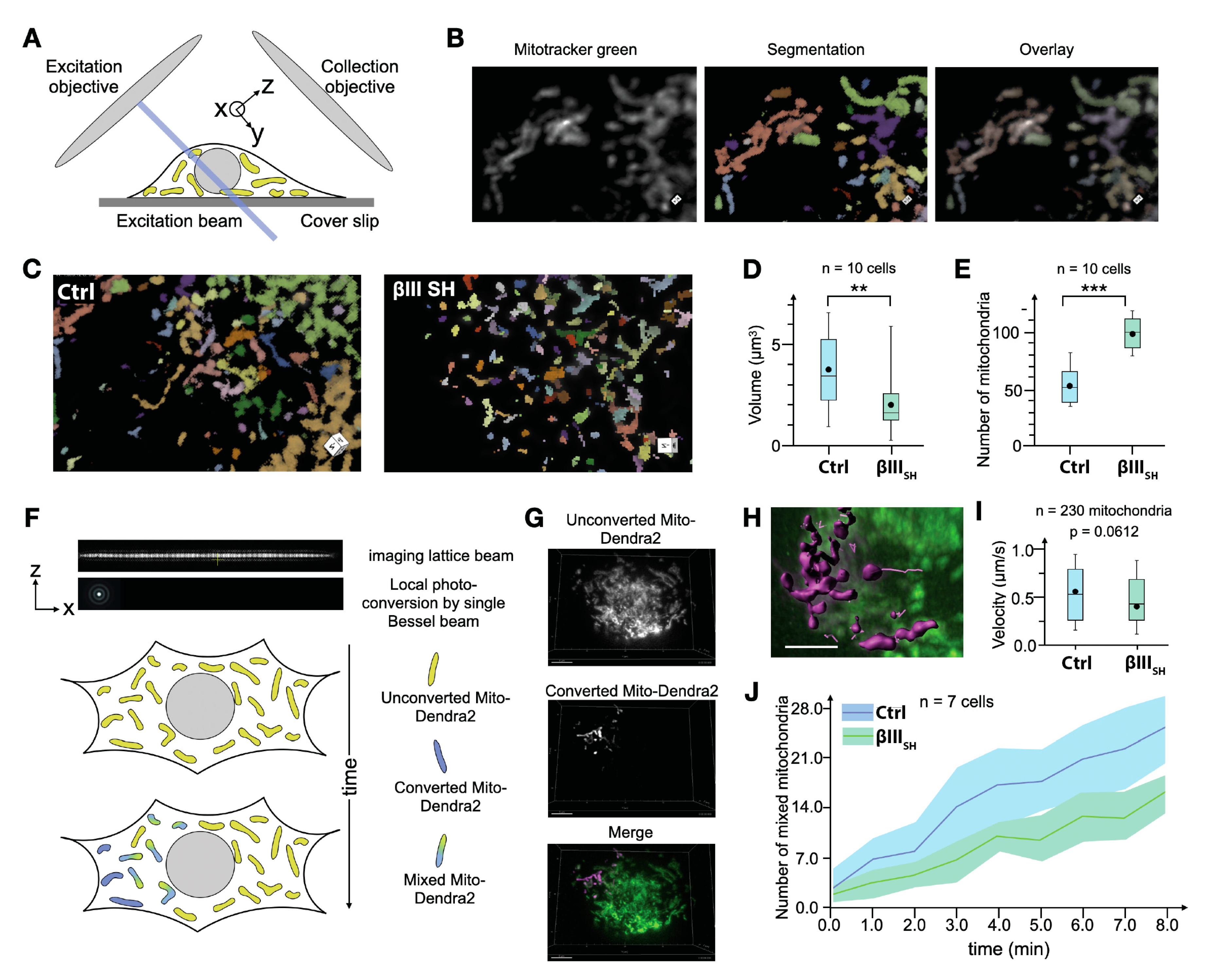 Cells 11 00776 g004 Cells 11 00776 g004