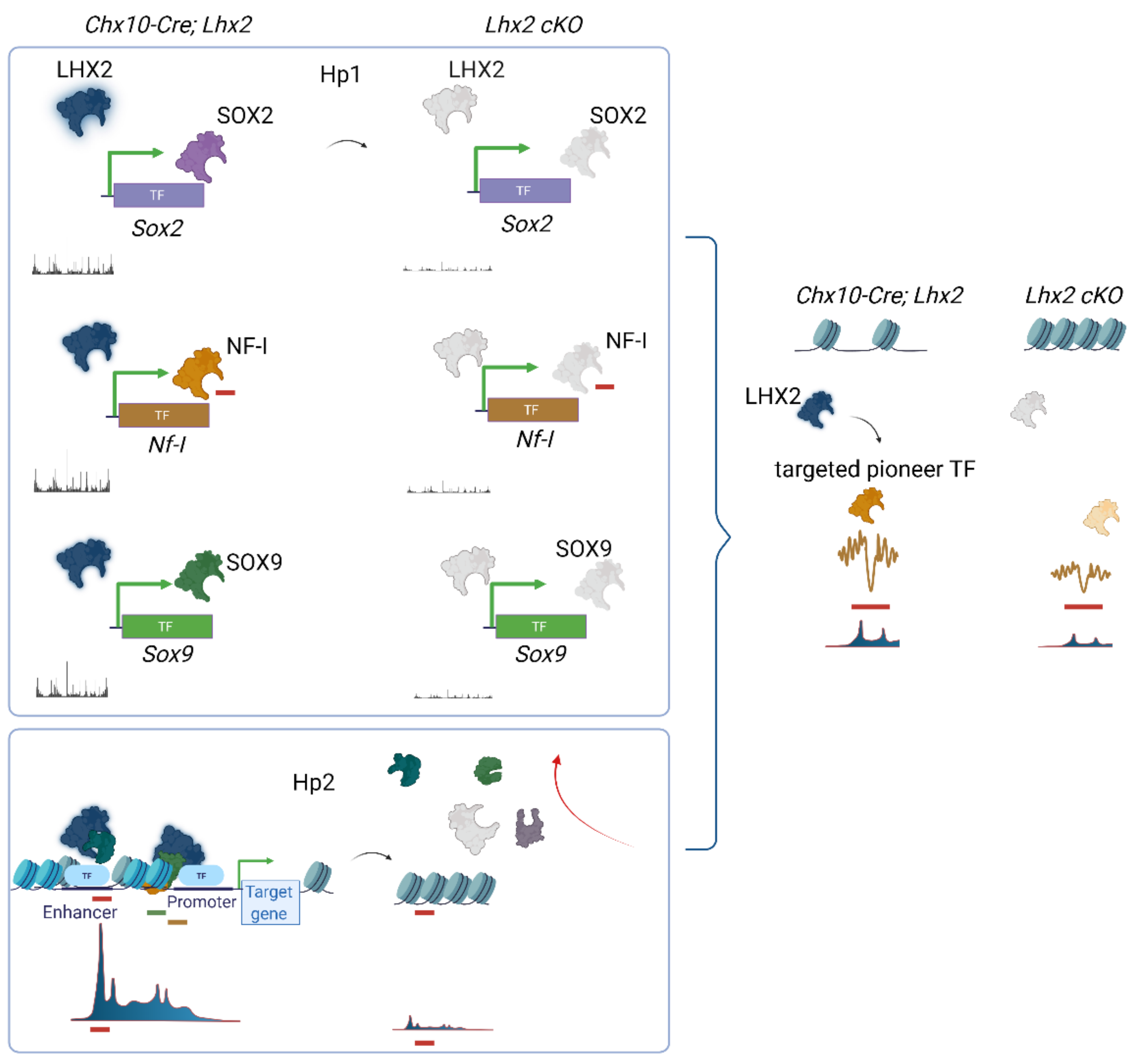 Cells 11 00806 g003 Cells 11 00806 g003