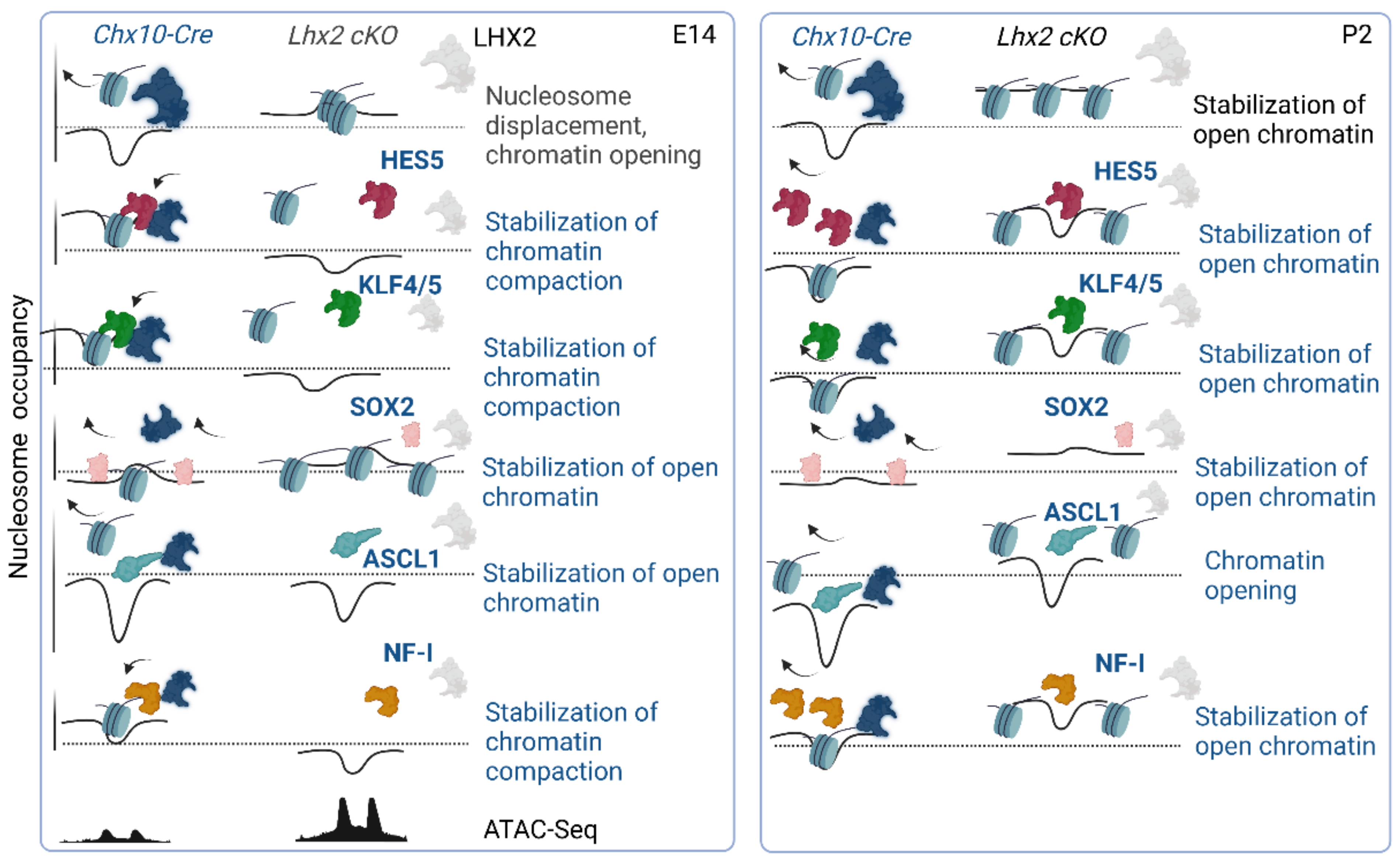 Cells 11 00806 g006 Cells 11 00806 g006