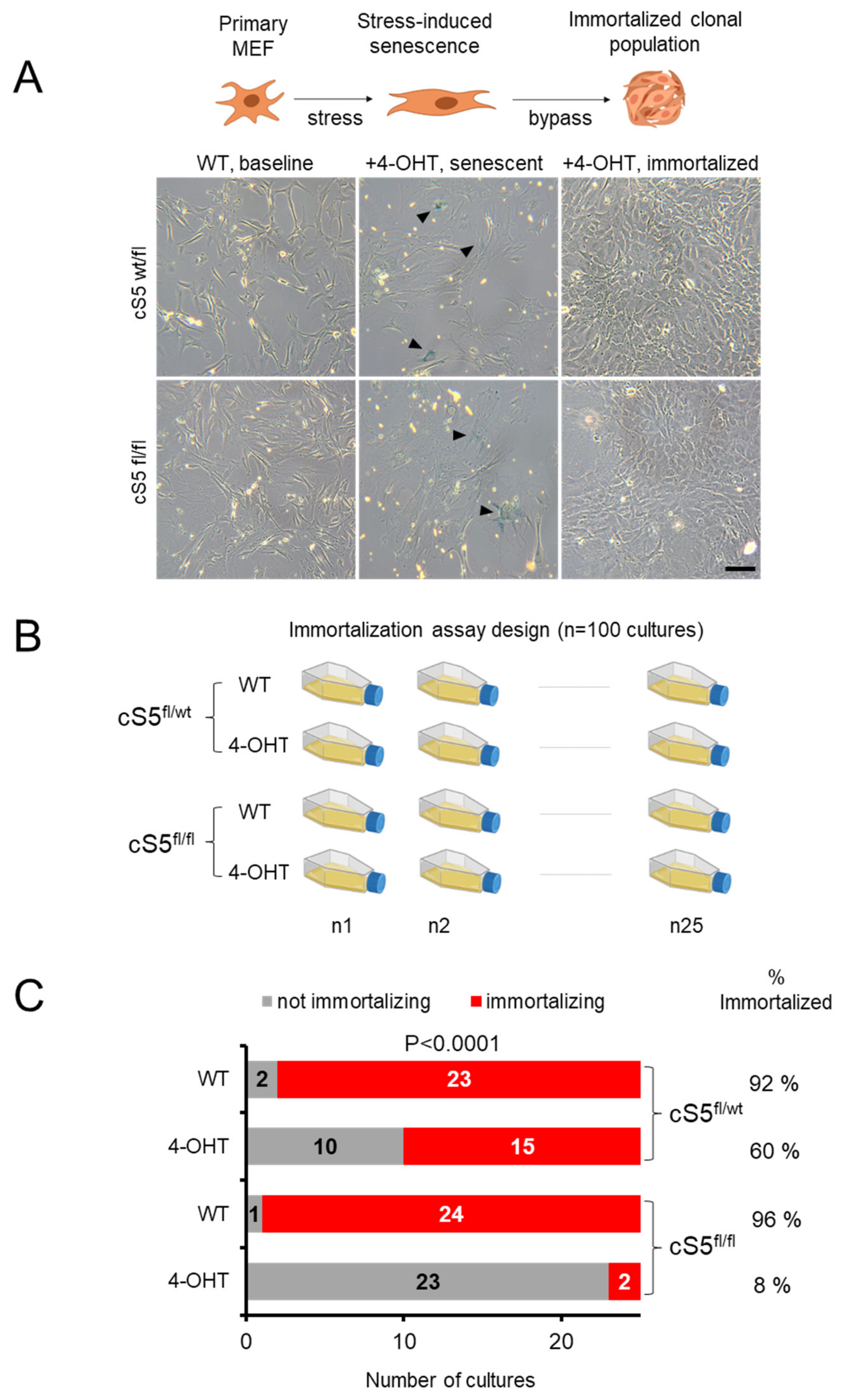 Cells 11 00808 g005 Cells 11 00808 g005