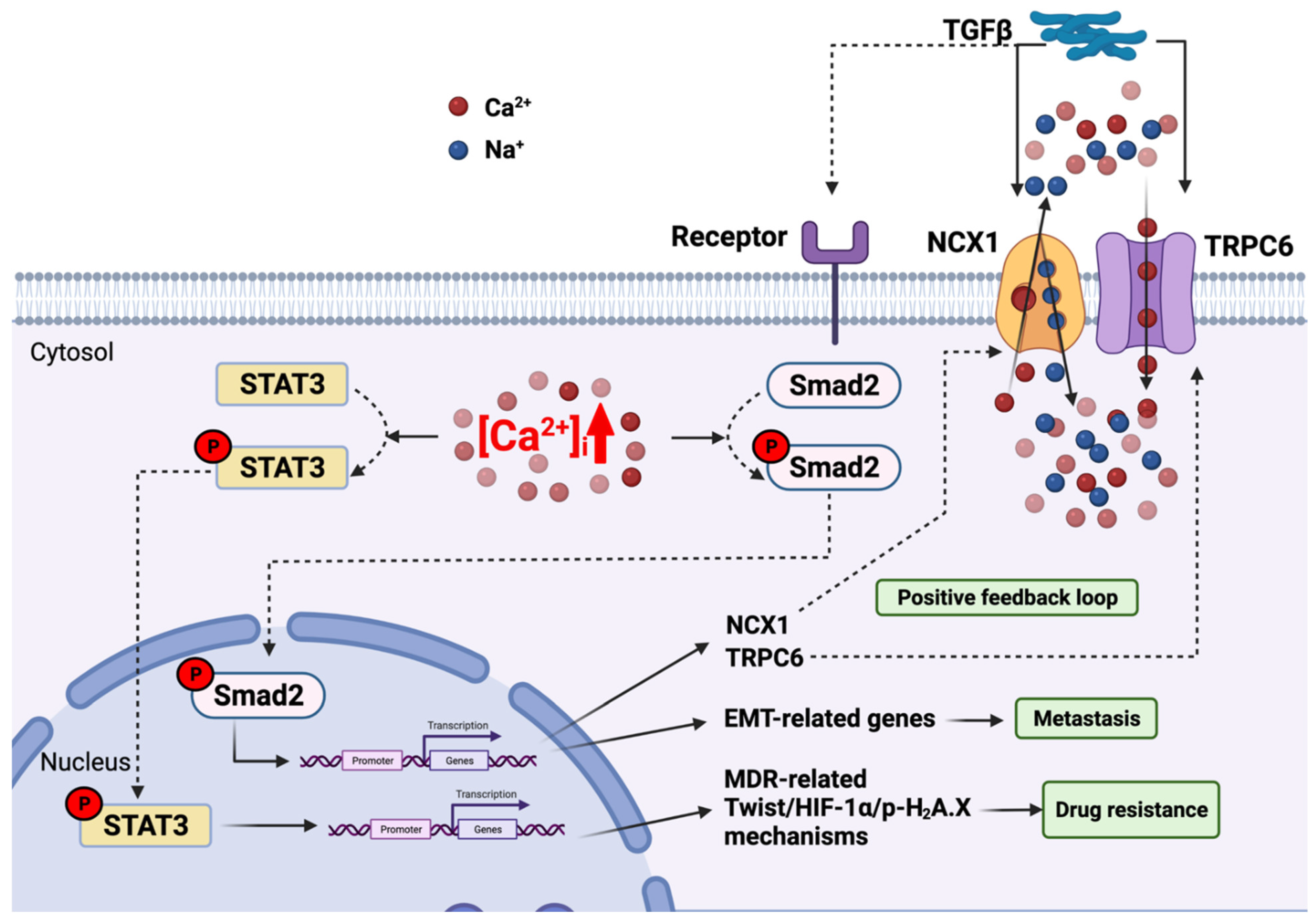 Cells Free Full-Text Ca2+ Transportome and the Interorganelle Communication in Hepatocellular Carcinoma