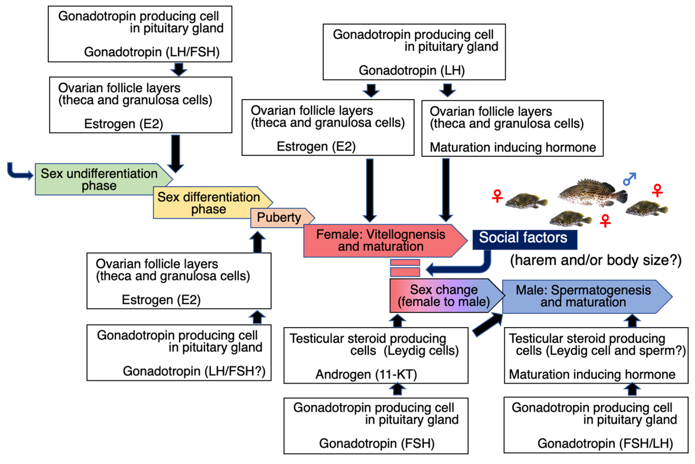 Cells 11 00825 g001 Cells 11 00825 g001