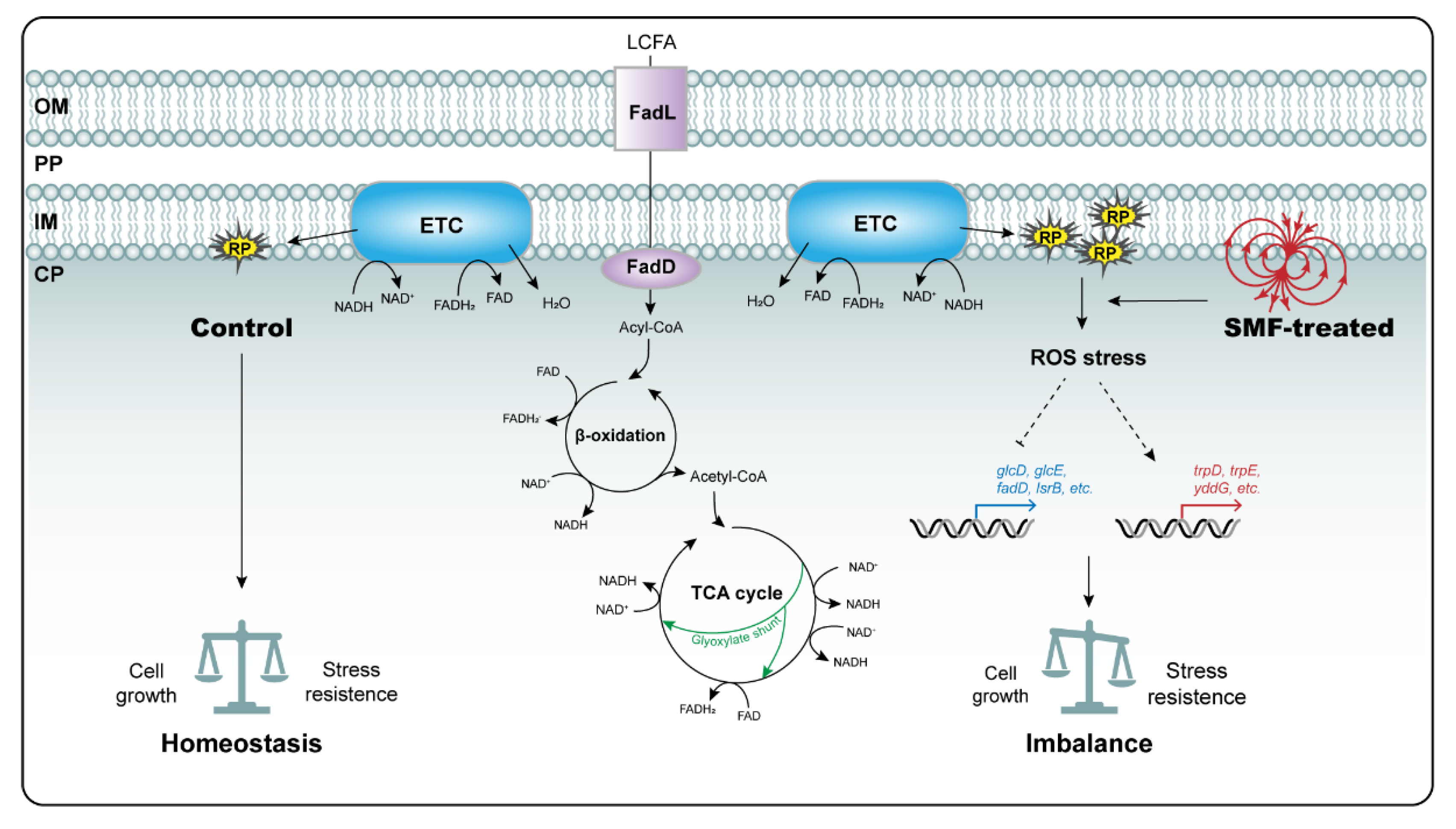 Cells 11 00827 g005 Cells 11 00827 g005
