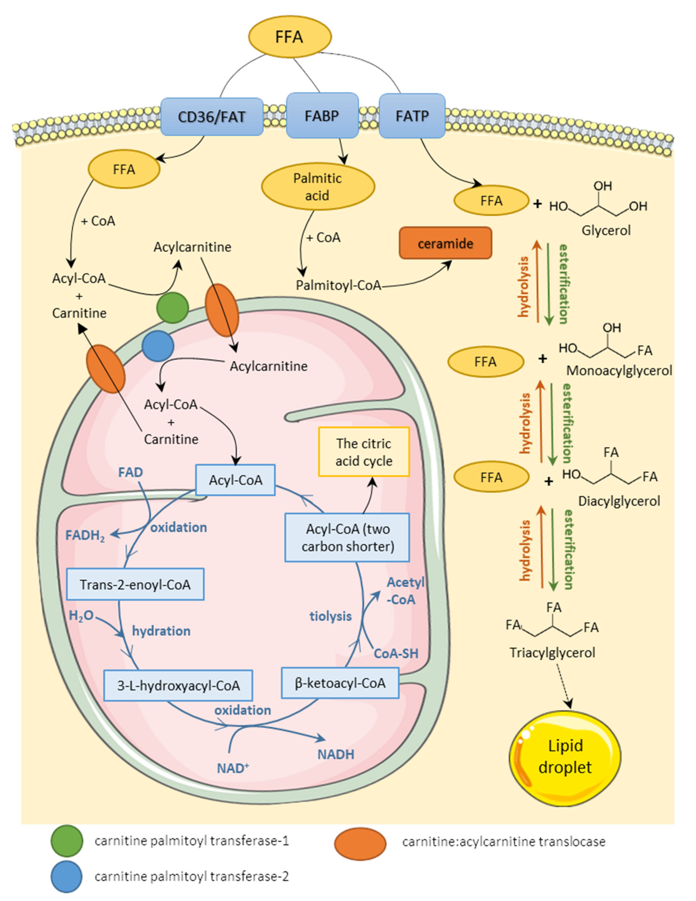 Cells | Free Full-Text | Molecular Mechanism of Lipotoxicity as an 