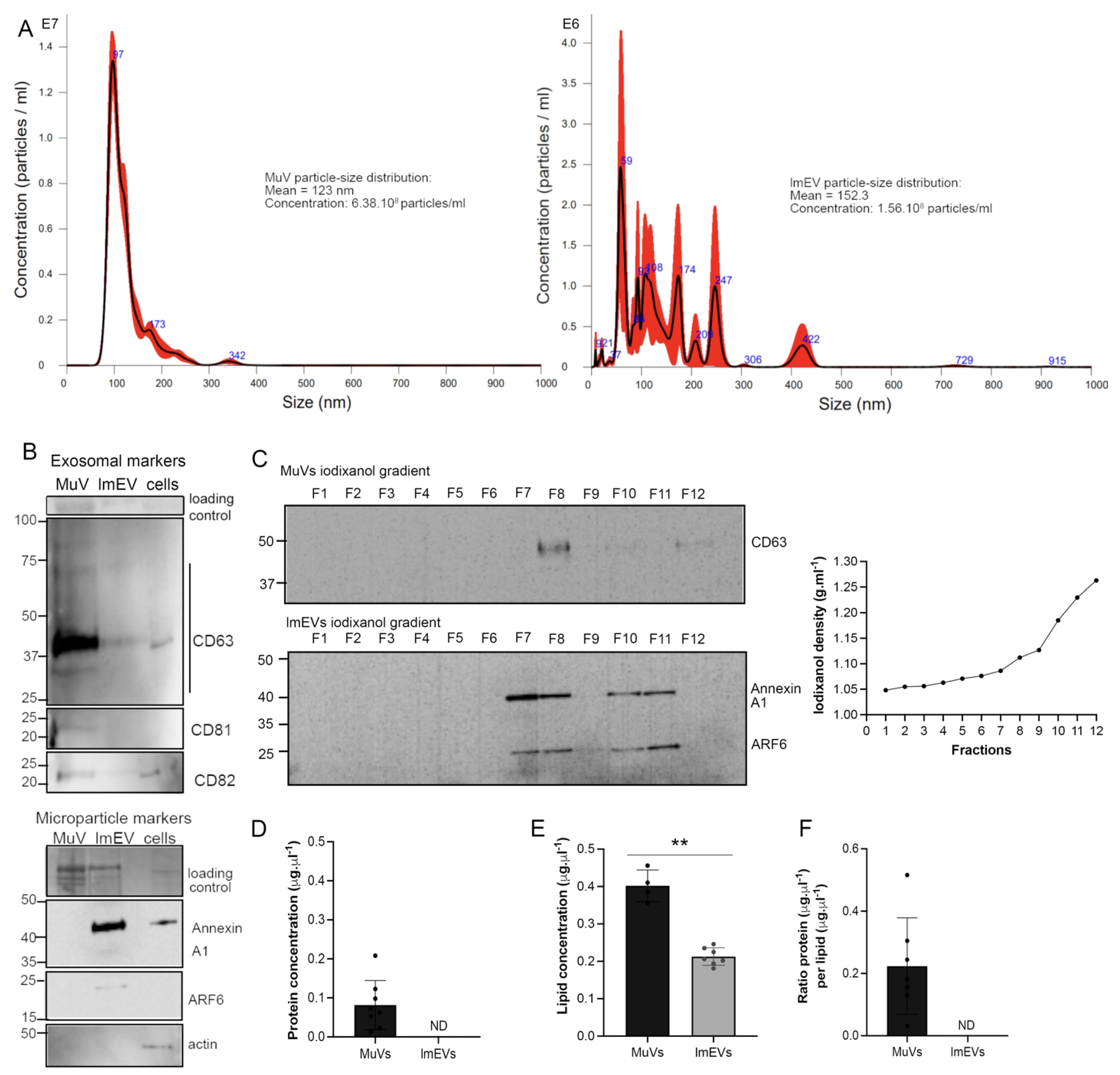 Cells 11 00845 g001