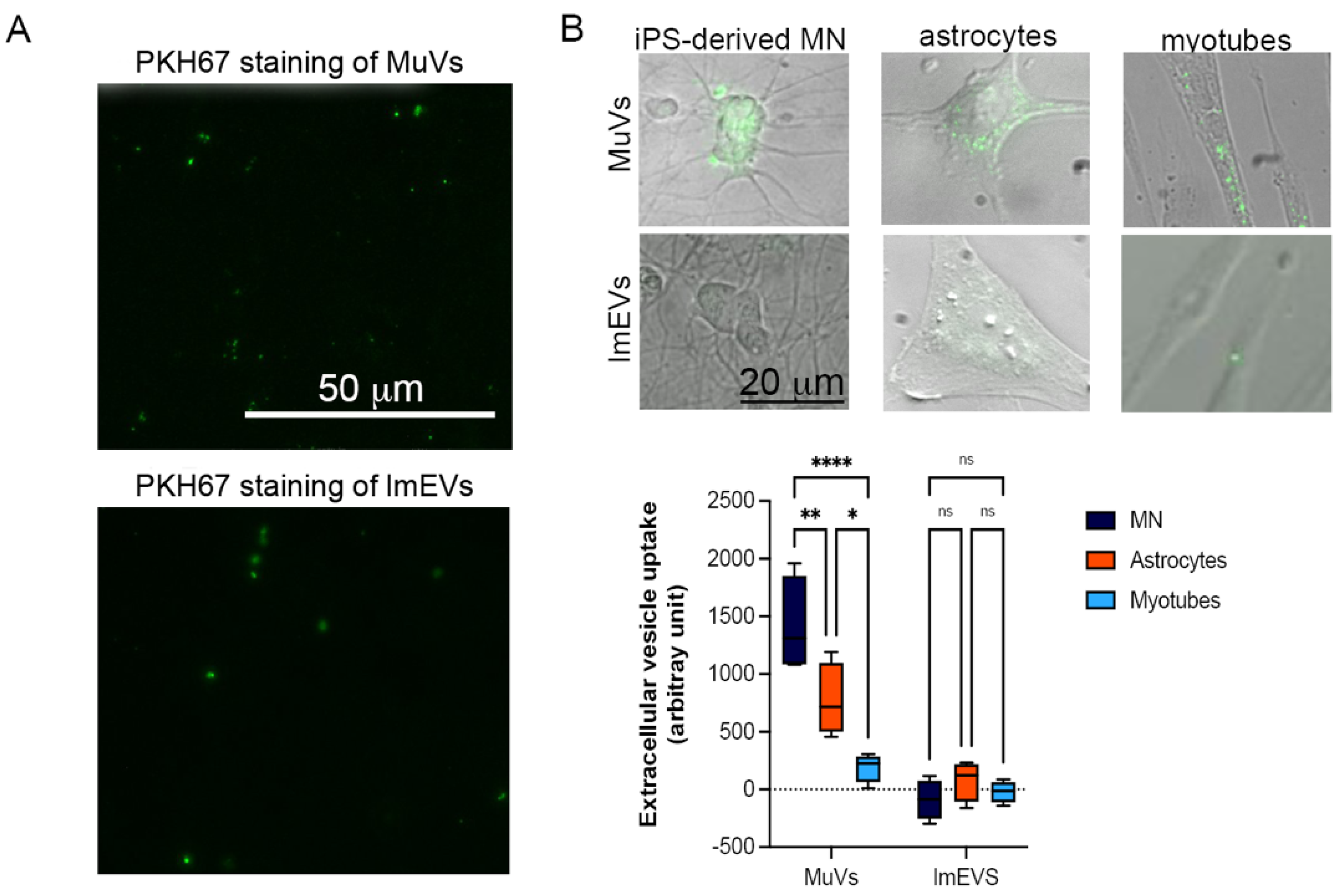 Cells 11 00845 g002