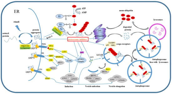 Cells | Free Full-Text | Ubiquitination-Proteasome System (UPS) and ...