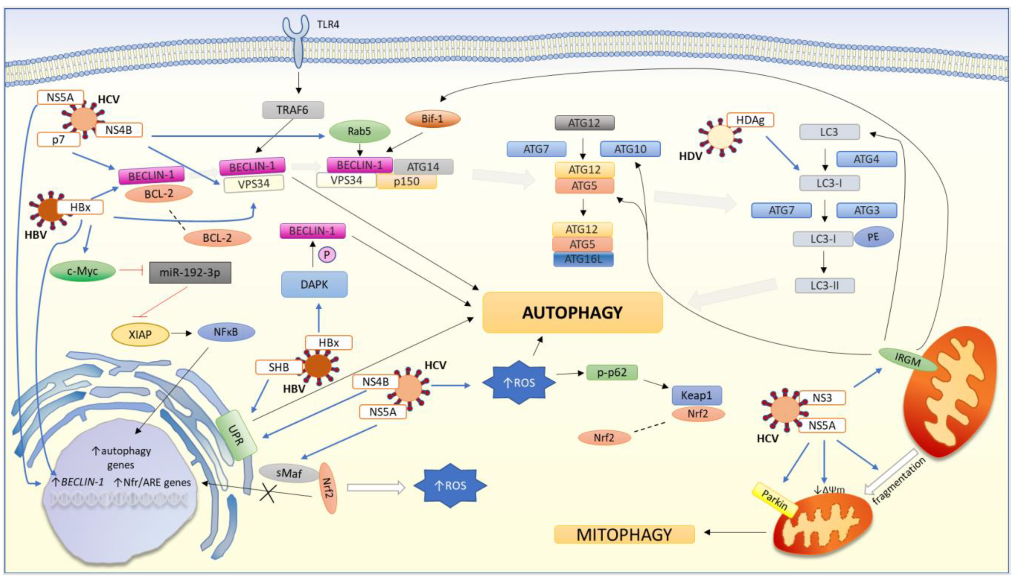 Cells 11 00871 g003 Cells 11 00871 g003