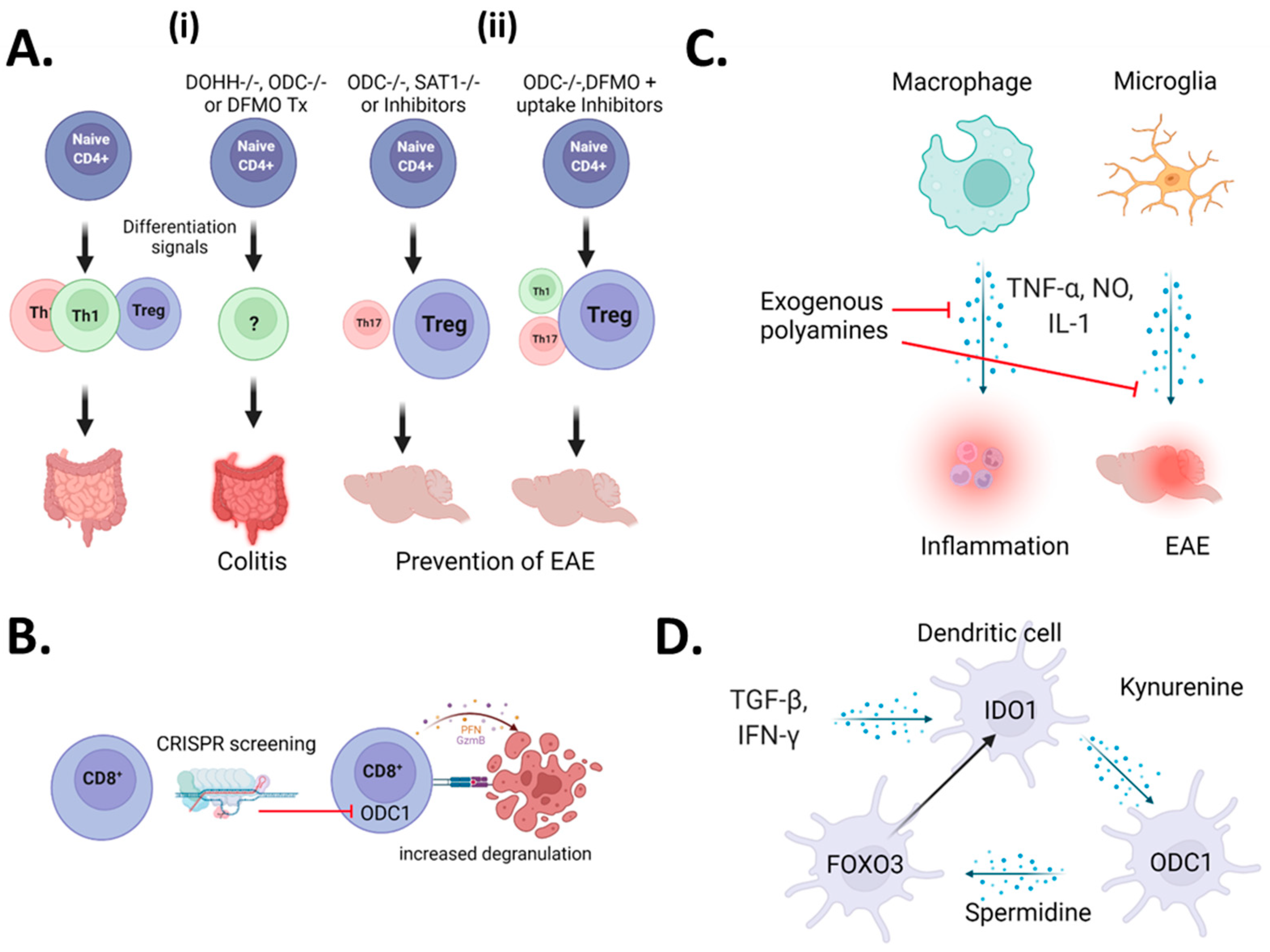 Cells | Free Full-Text | Polyamine Immunometabolism: Central Regulators of  Inflammation, Cancer and Autoimmunity | HTML