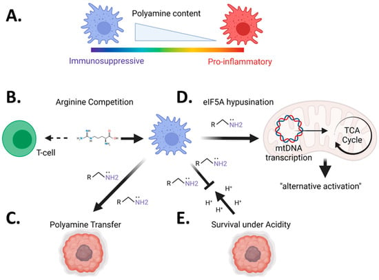 Polyamines from myeloid-derived suppressor cells promote Th17 polarization  and disease progression: Molecular Therapy