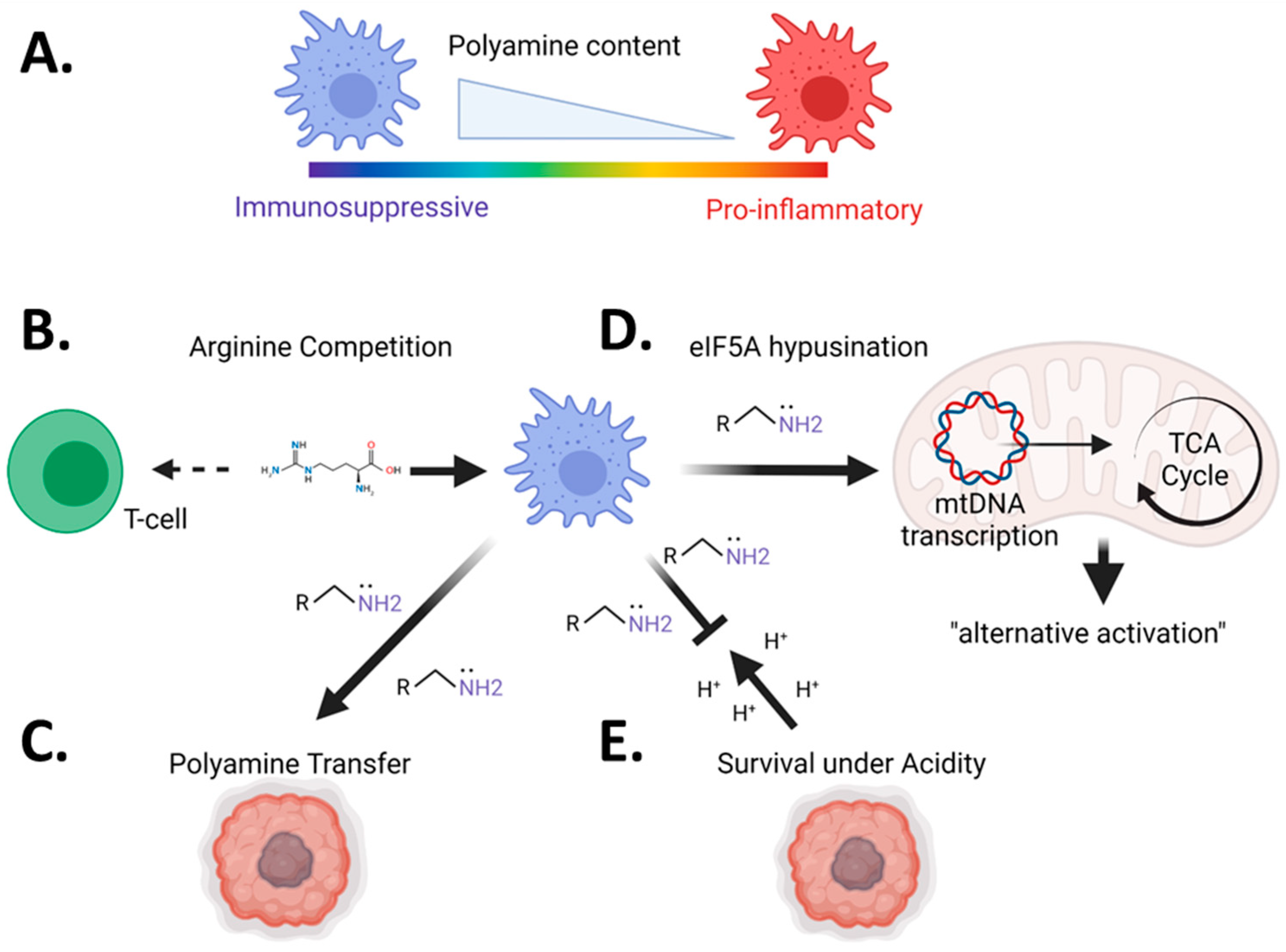 Polyamine metabolism impacts T cell dysfunction in the oral mucosa of  people living with HIV