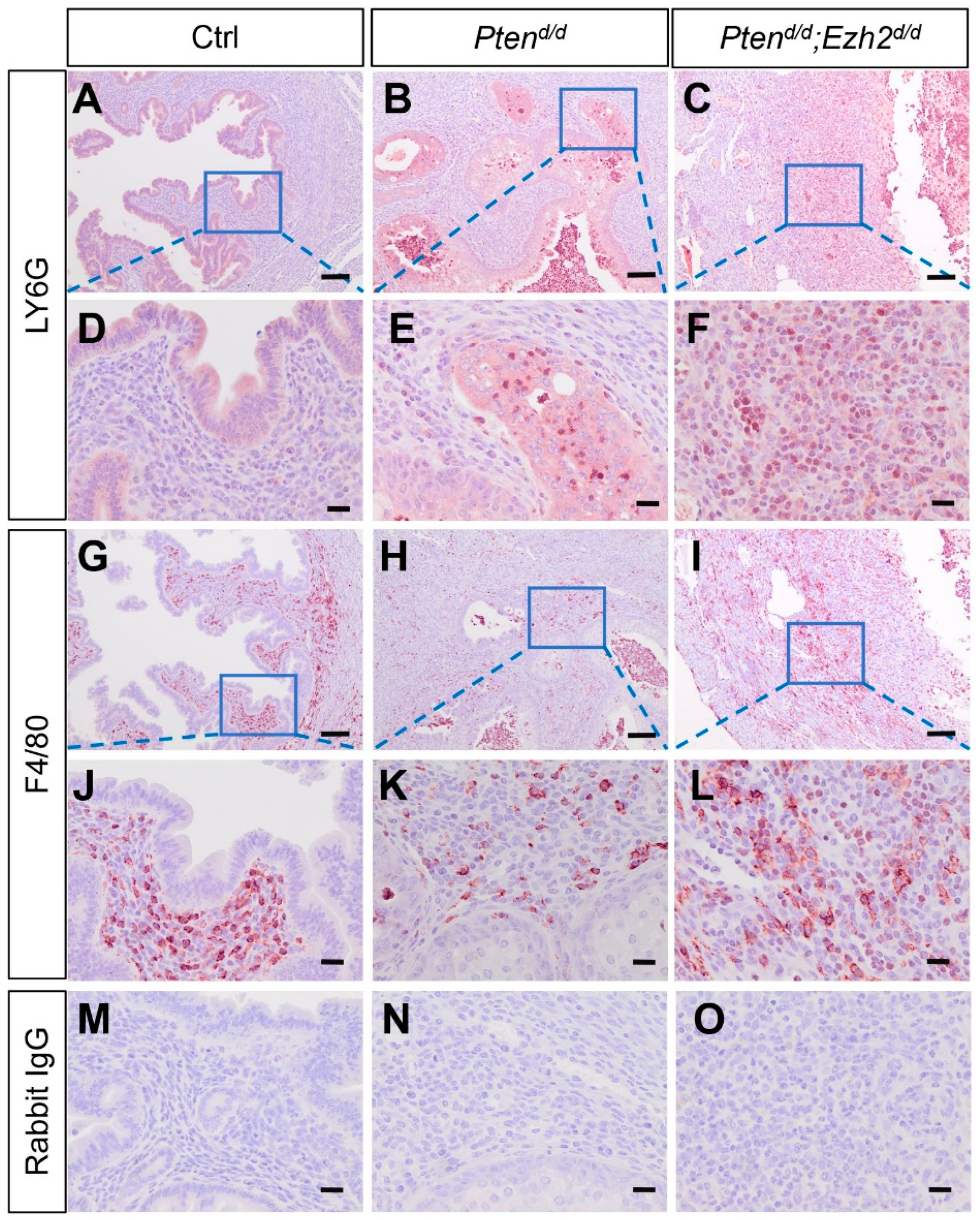 Cells 11 00909 g004 Cells 11 00909 g004