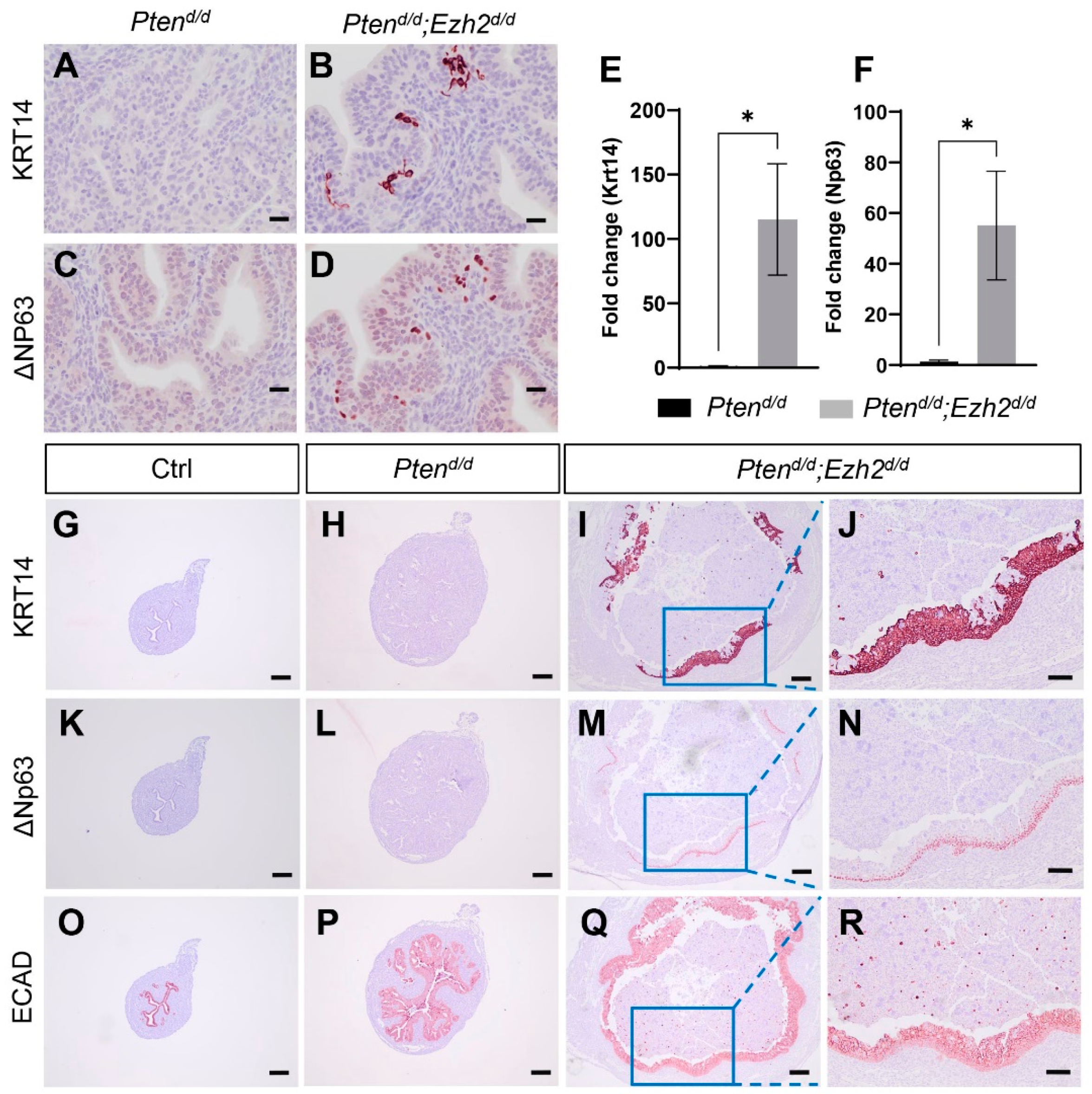 Cells 11 00909 g006 Cells 11 00909 g006