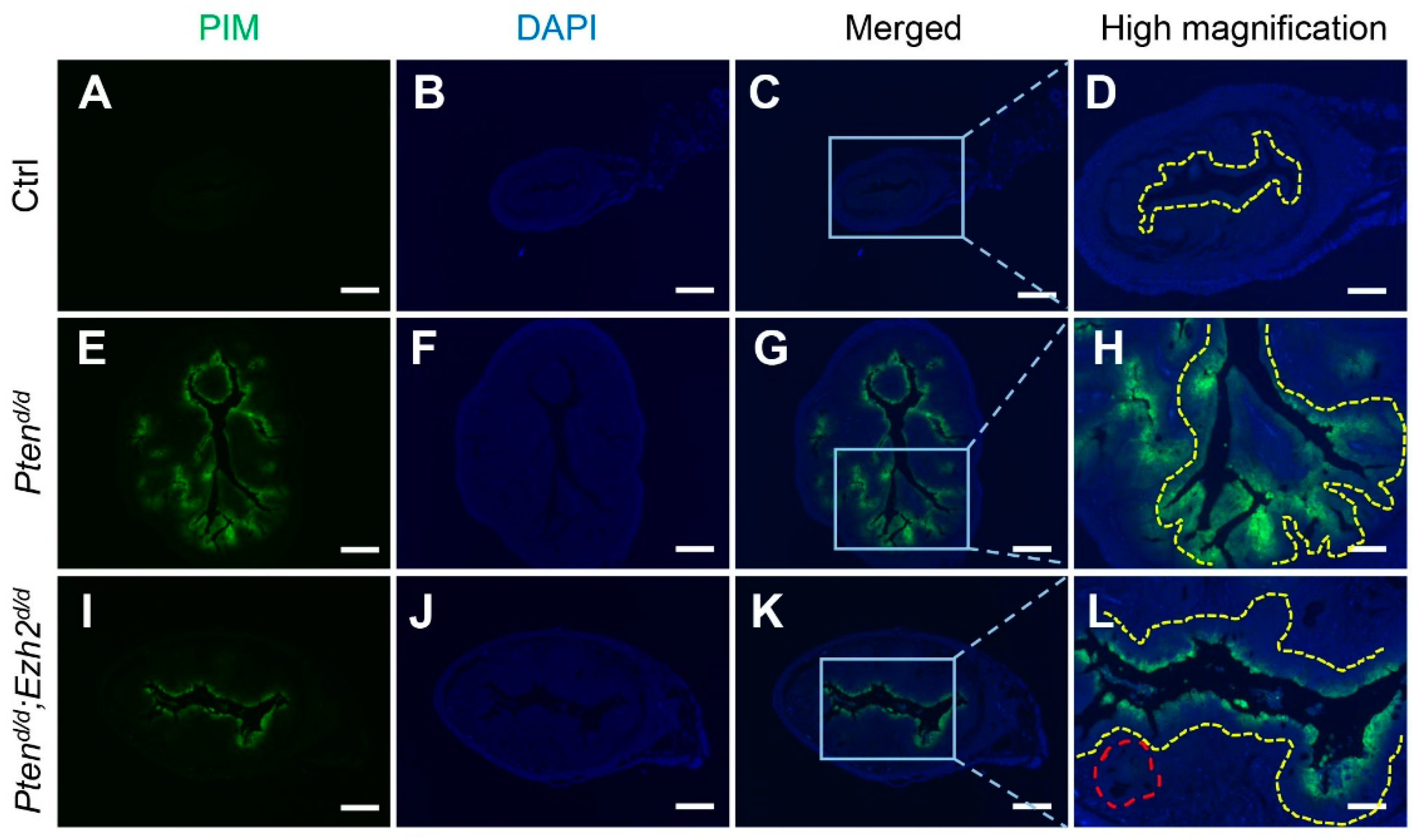 Cells 11 00909 g007 Cells 11 00909 g007