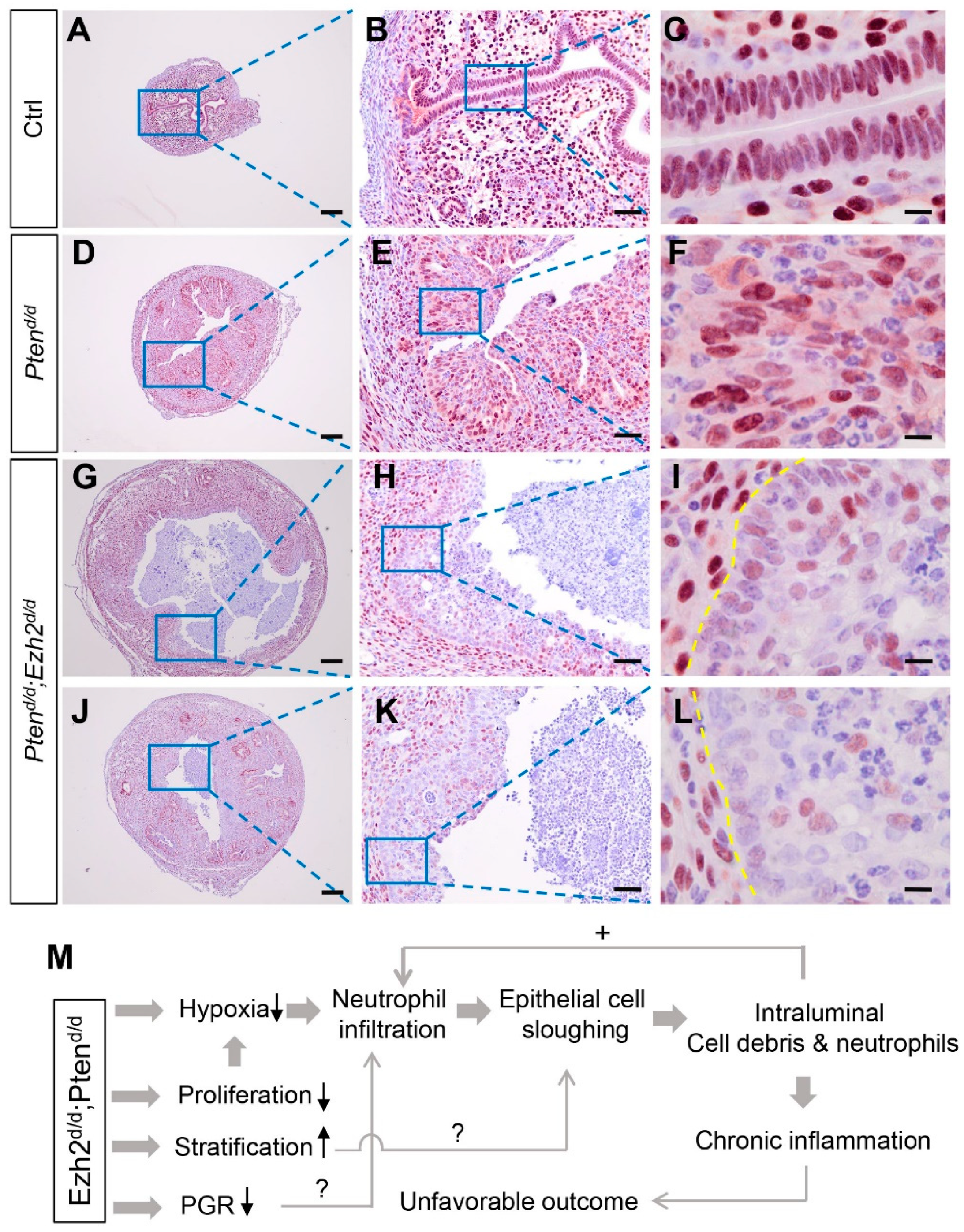 Cells 11 00909 g008 Cells 11 00909 g008