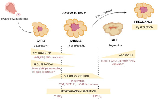 Cells | Free Full-Text | New Aspects of Corpus Luteum Regulation in  Physiological and Pathological Conditions: Involvement of Adipokines and  Neuropeptides