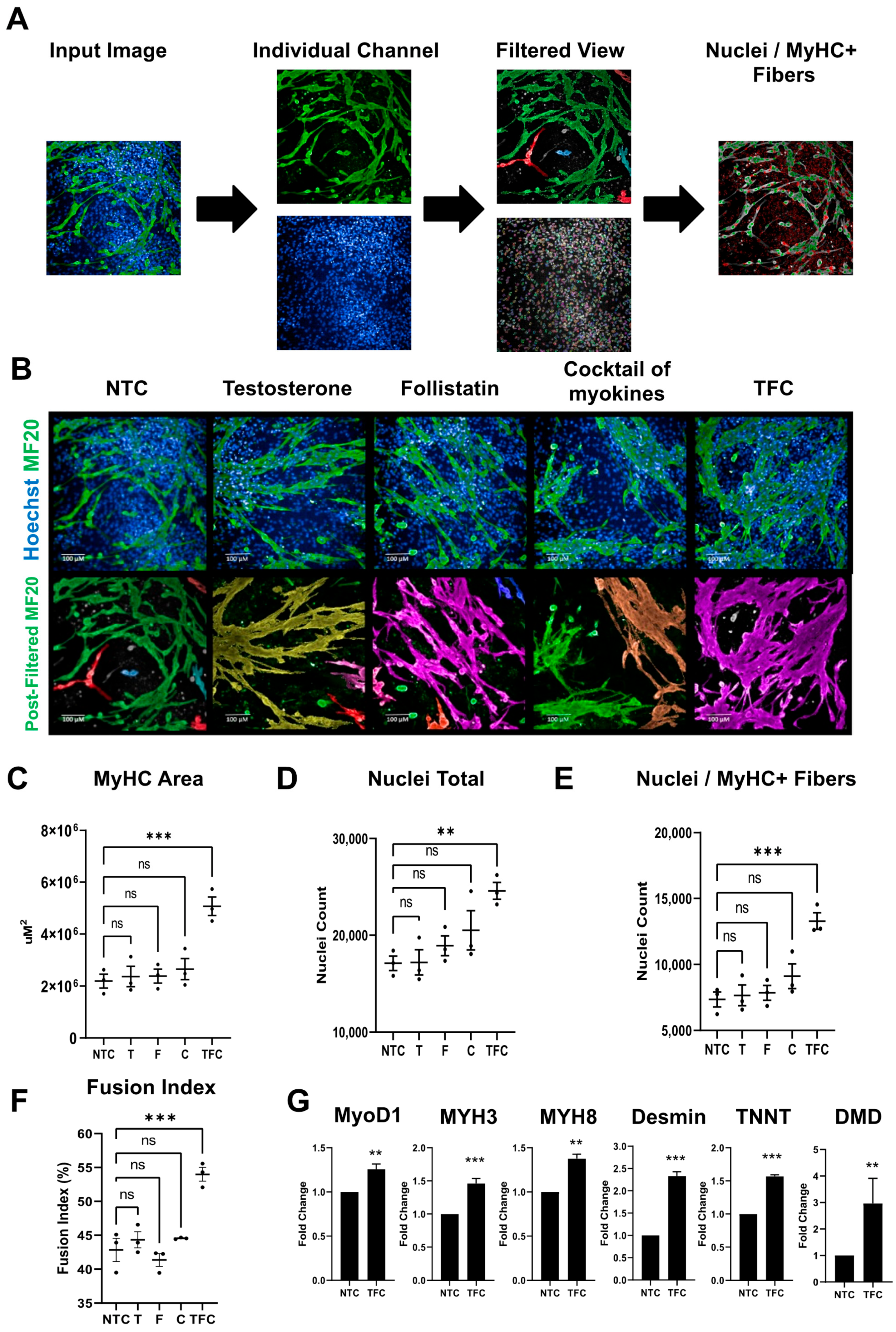 Cells 11 00963 g002 Cells 11 00963 g002
