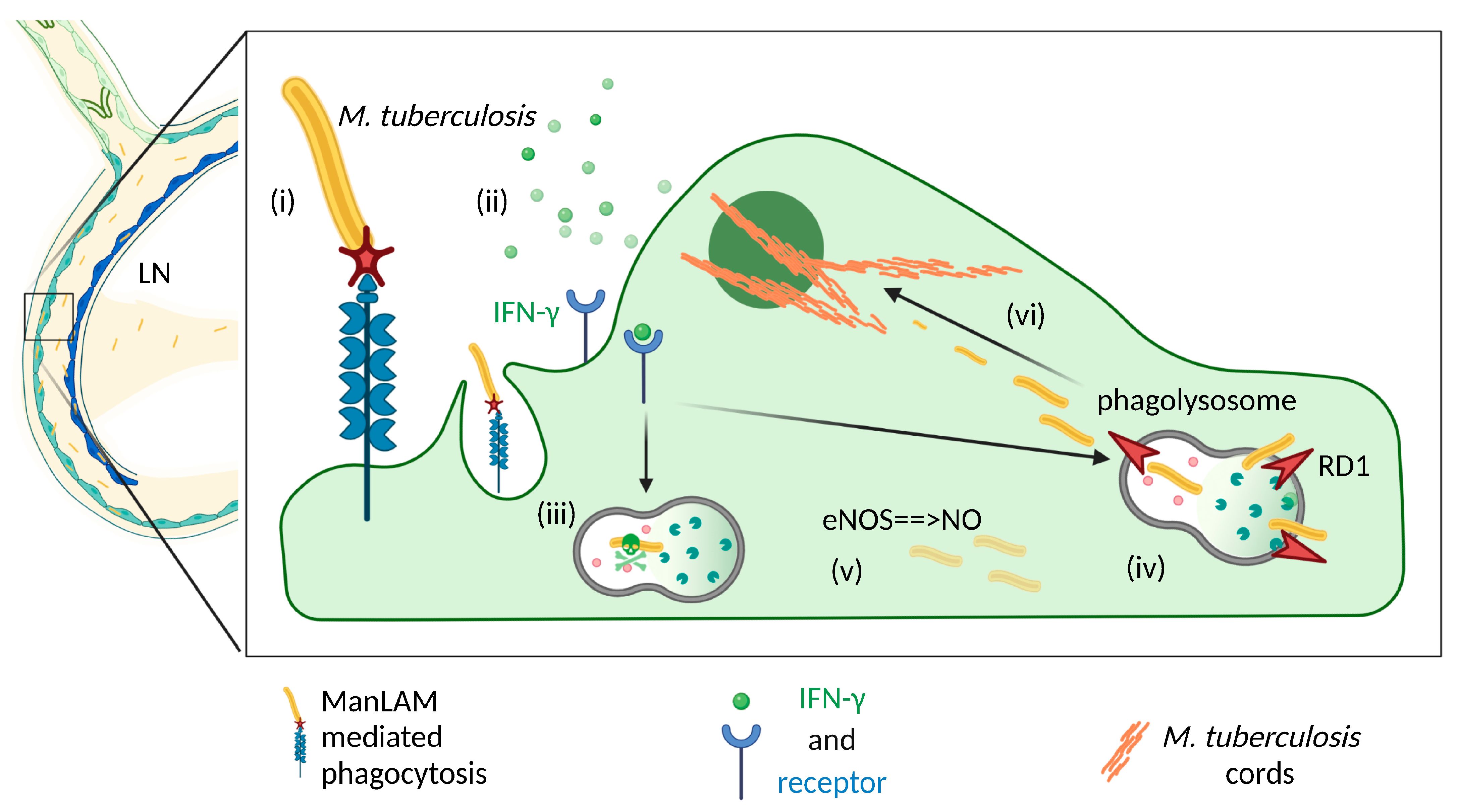 Cells 11 00979 g003 Cells 11 00979 g003