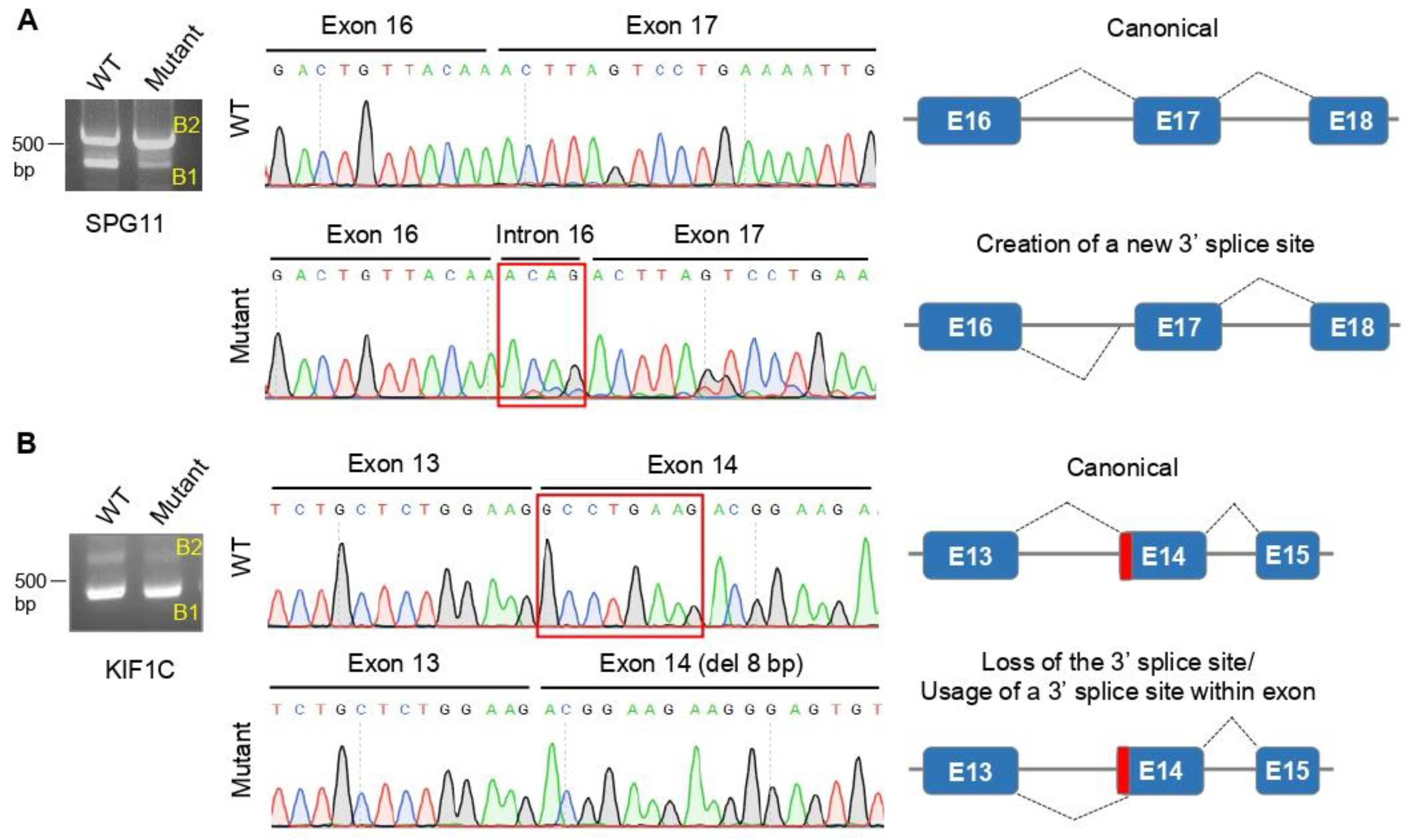 Cells 11 00981 g001 Cells 11 00981 g001