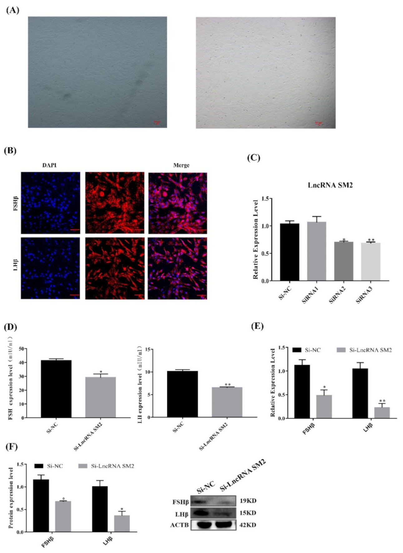 Cells 11 00985 g002 Cells 11 00985 g002