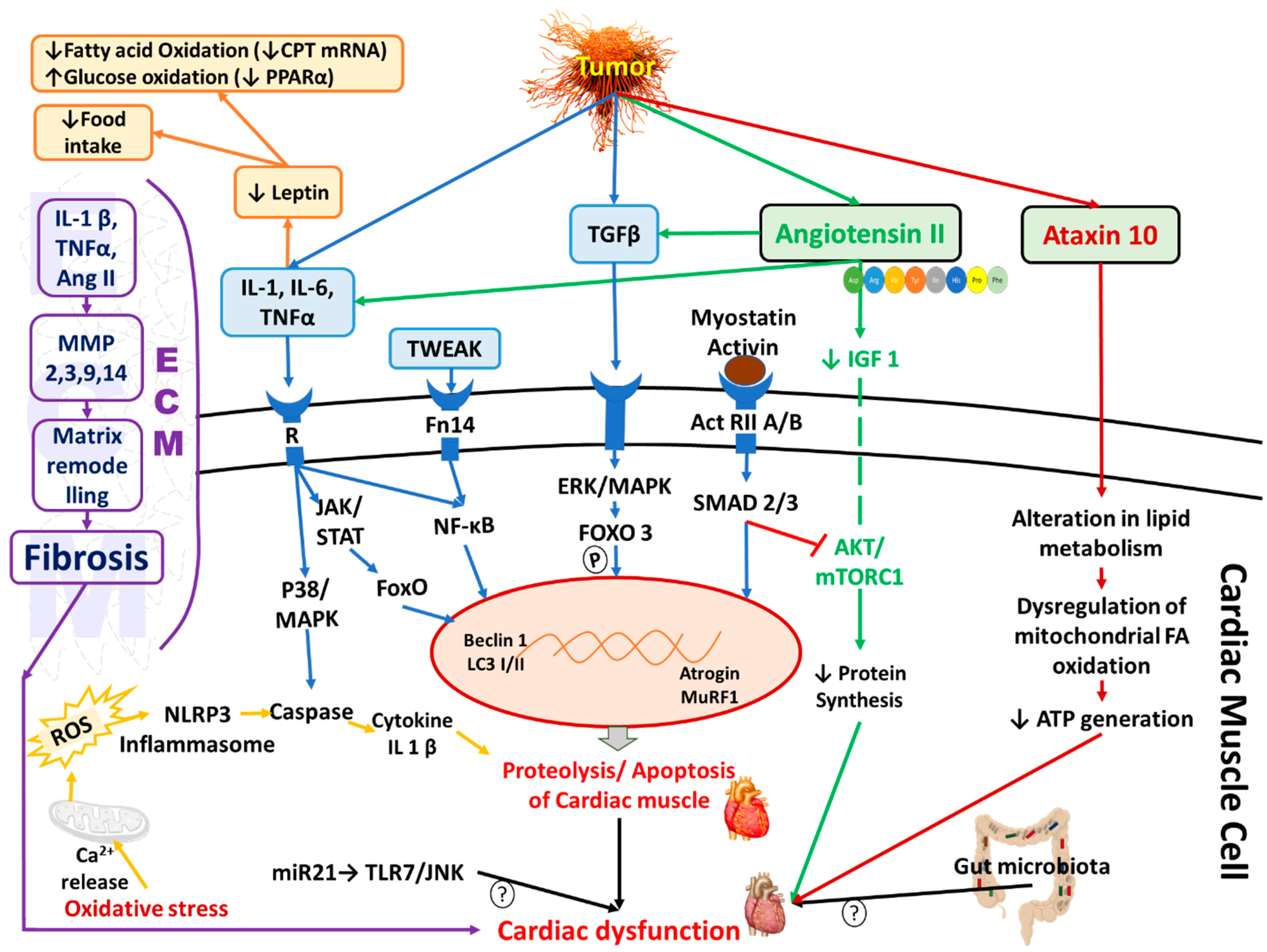 Cells 11 00990 g002 Cells 11 00990 g002