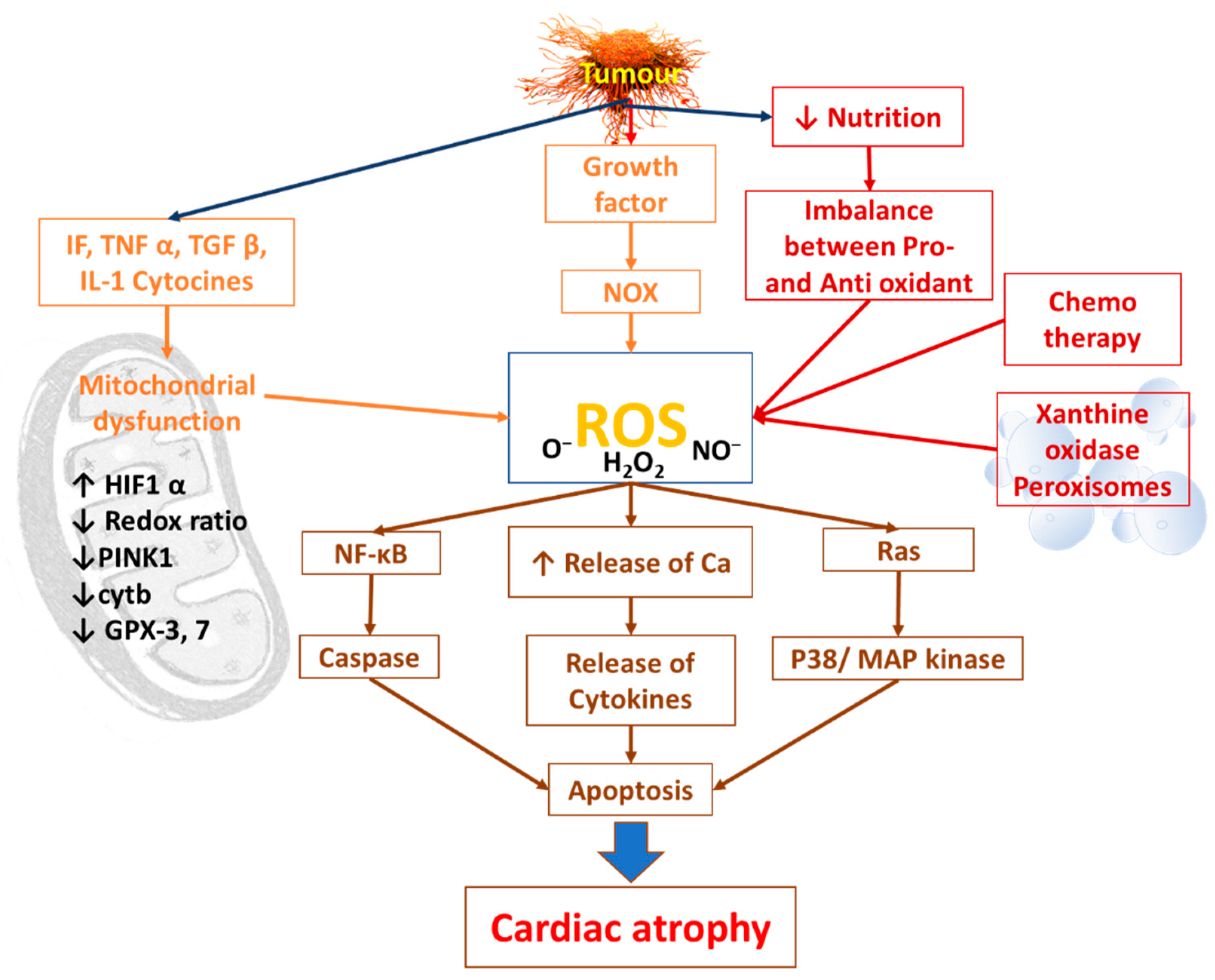 Cells 11 00990 g003 Cells 11 00990 g003