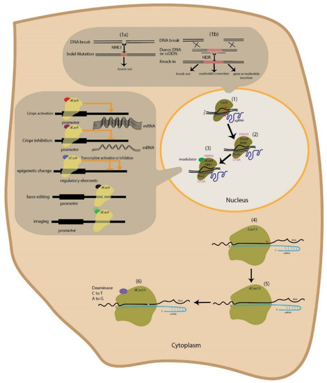 Cells Free Full Text Principles And Applications Of Crispr Toolkit In Virus Manipulation Diagnosis And Virus Host Interactions Html