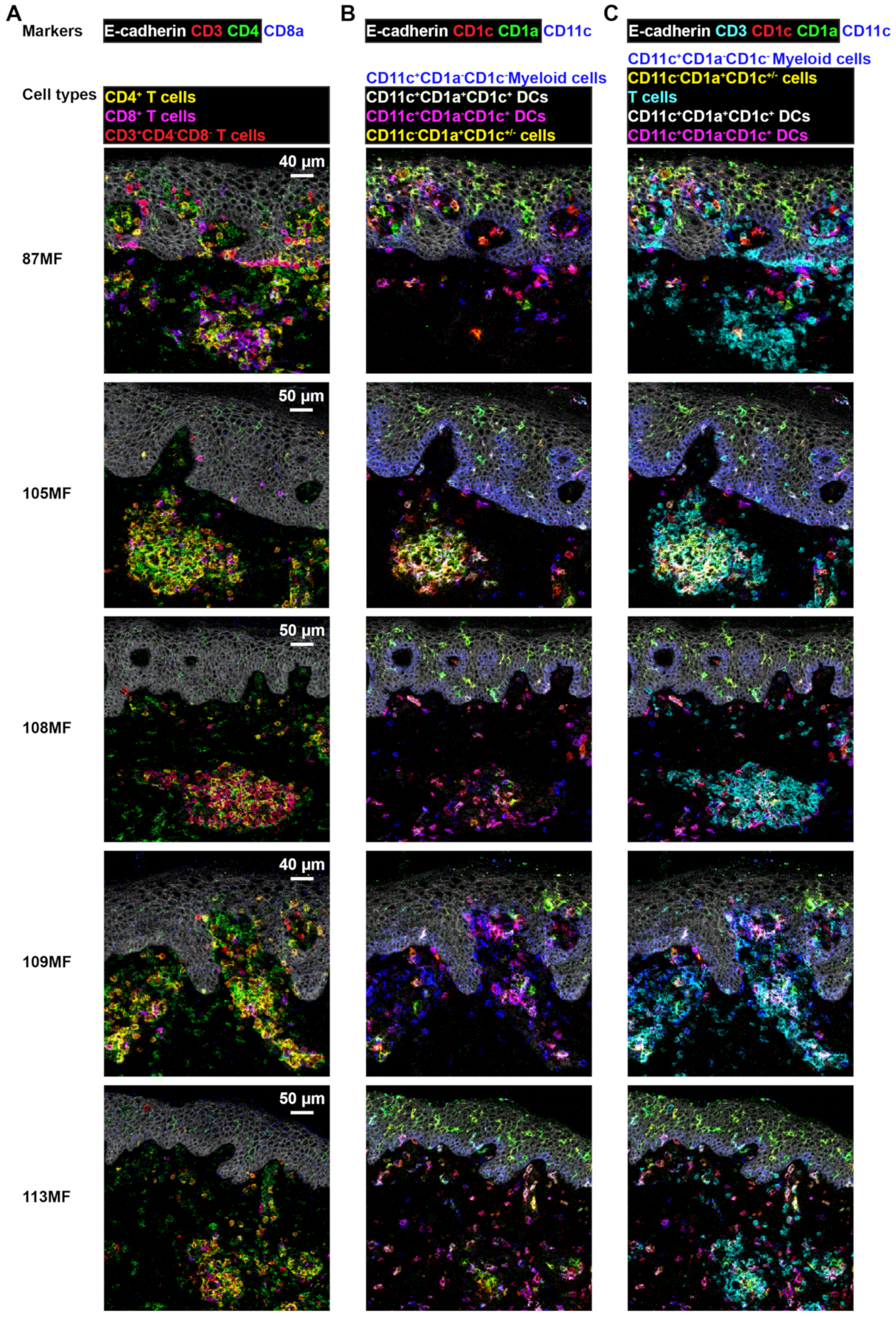 Cells 11 01062 g006 Cells 11 01062 g006