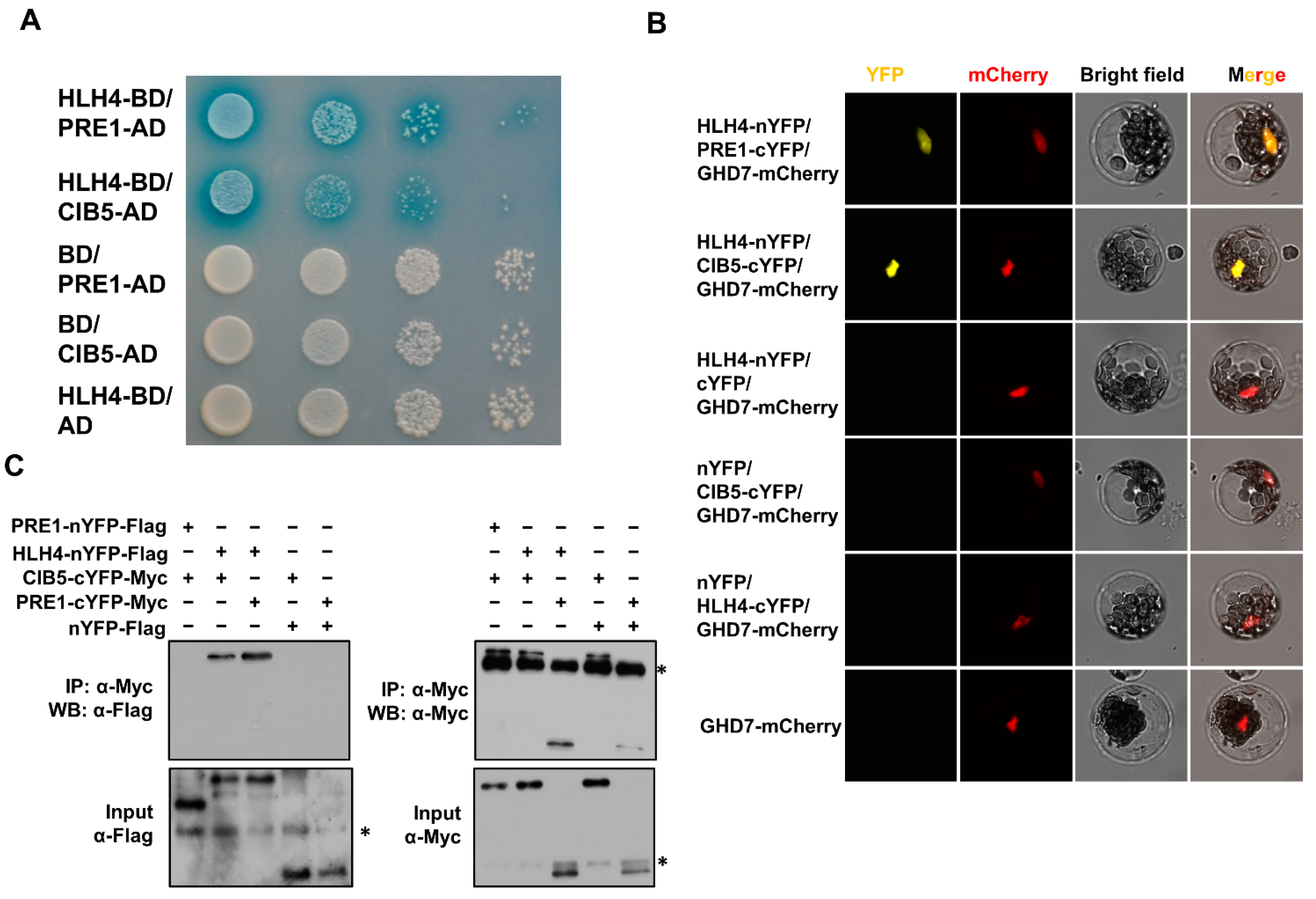 Cells 11 01087 g005