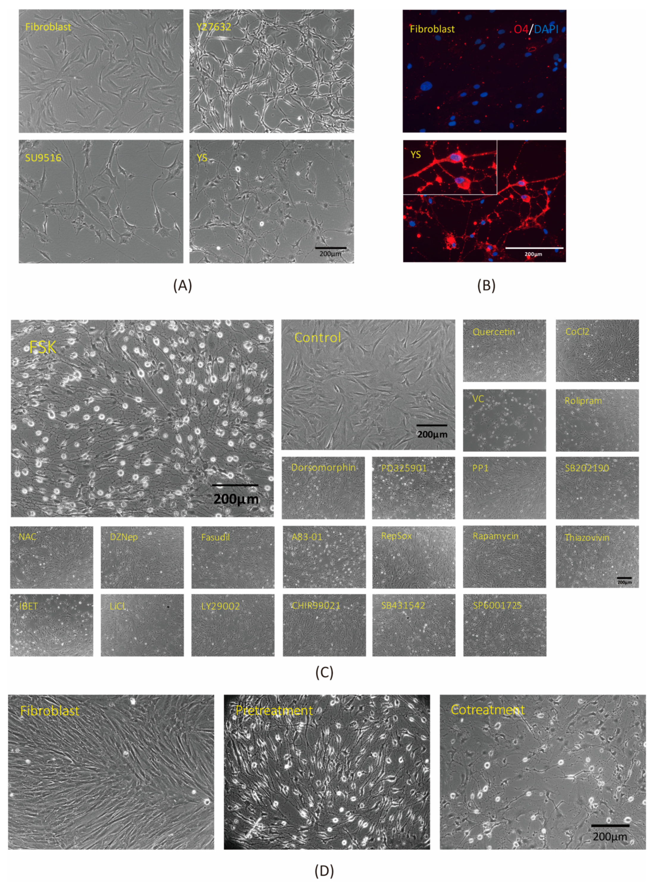 Cells 11 01091 g001 Cells 11 01091 g001
