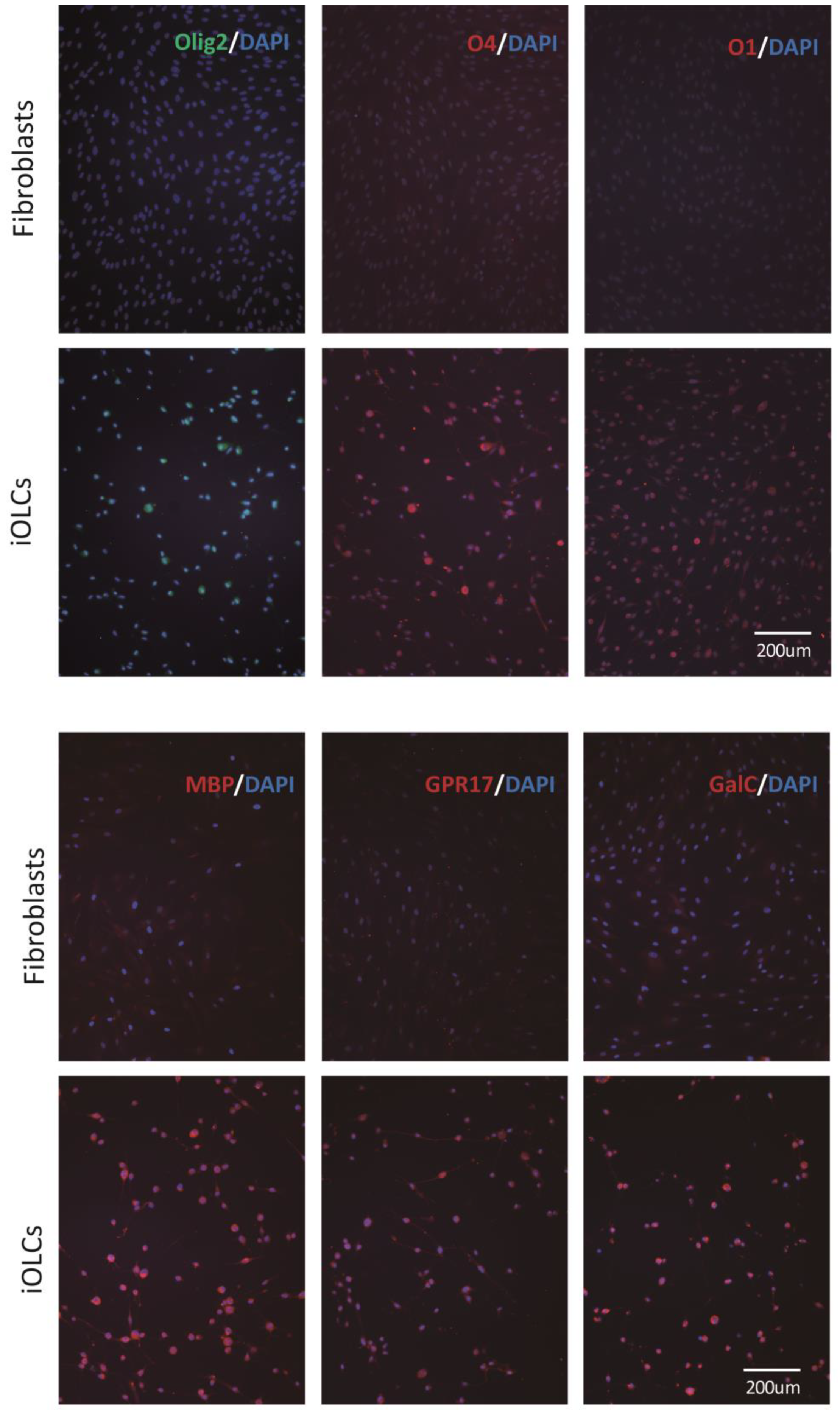 Cells 11 01091 g003 Cells 11 01091 g003