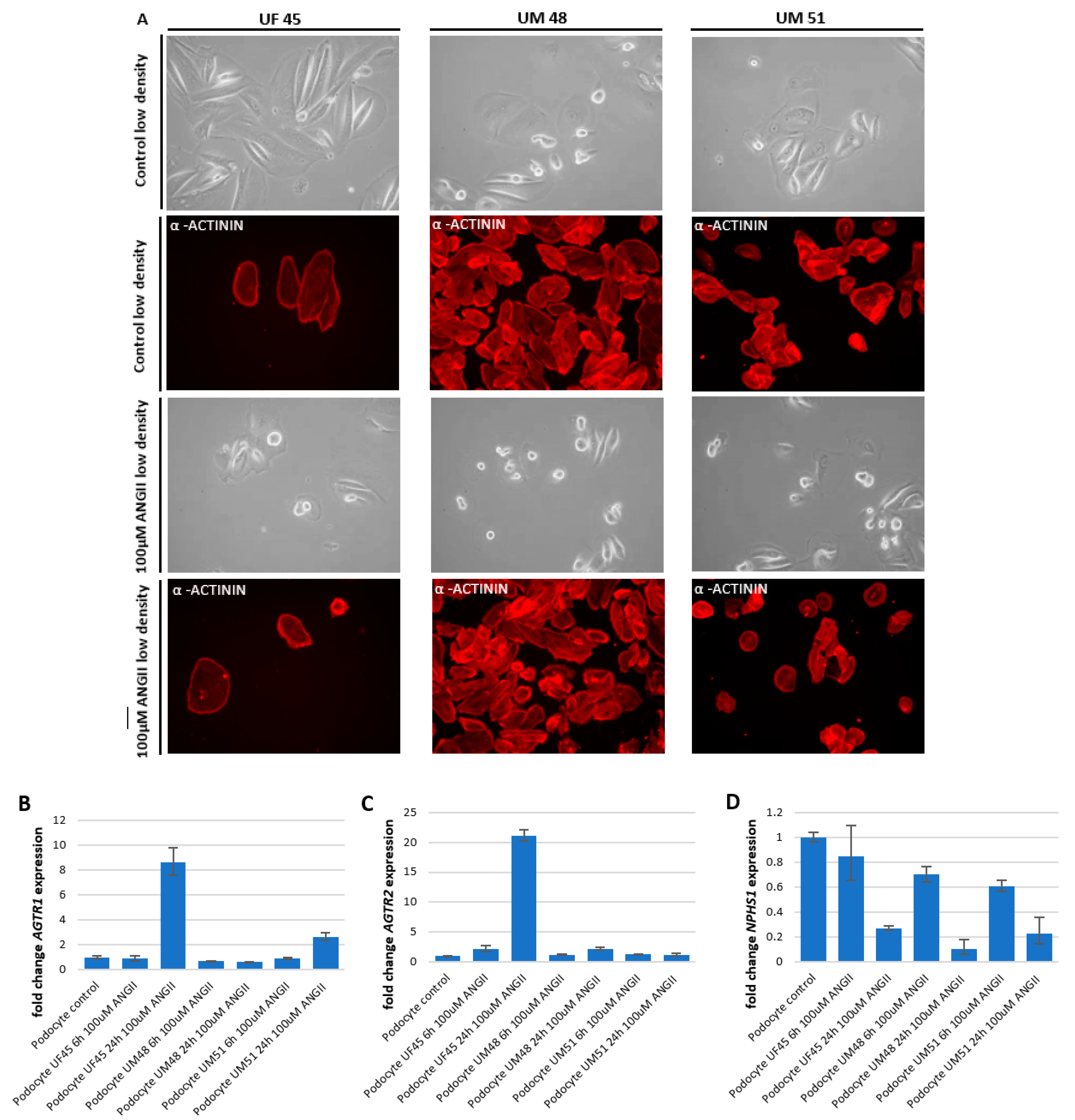 Cells 11 01095 g004a Cells 11 01095 g004a
